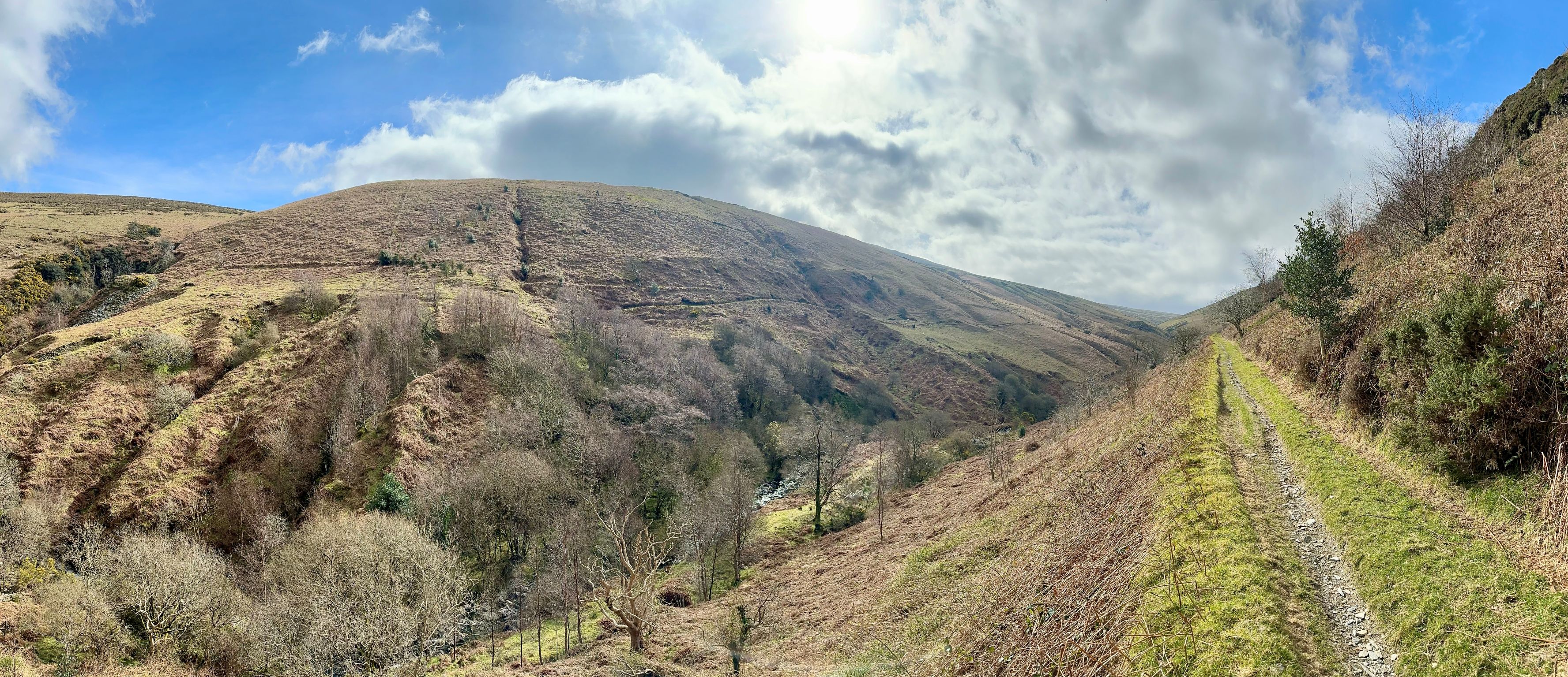 A view of bare trees scattered on a hillside with the sun breaking through the clouds beyond, and a grassy track running into the distance