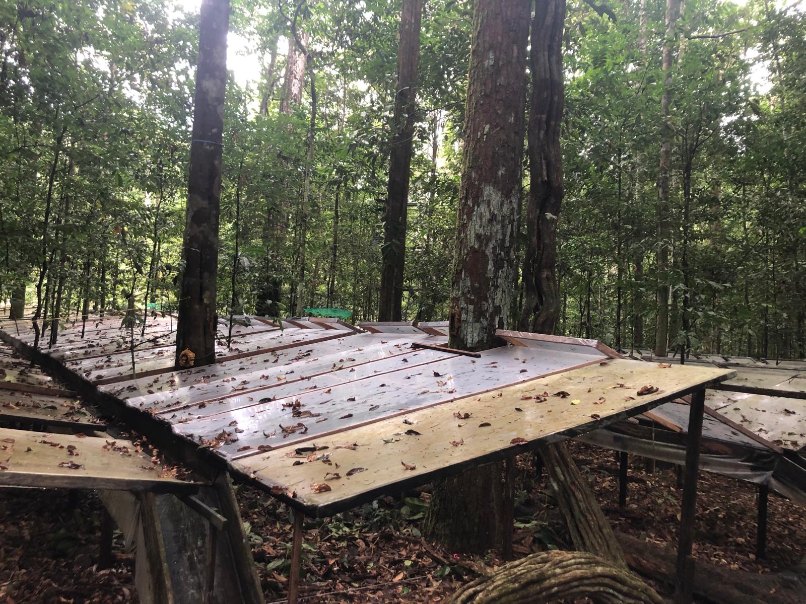 Plastic panels sitting above the floor of a forest