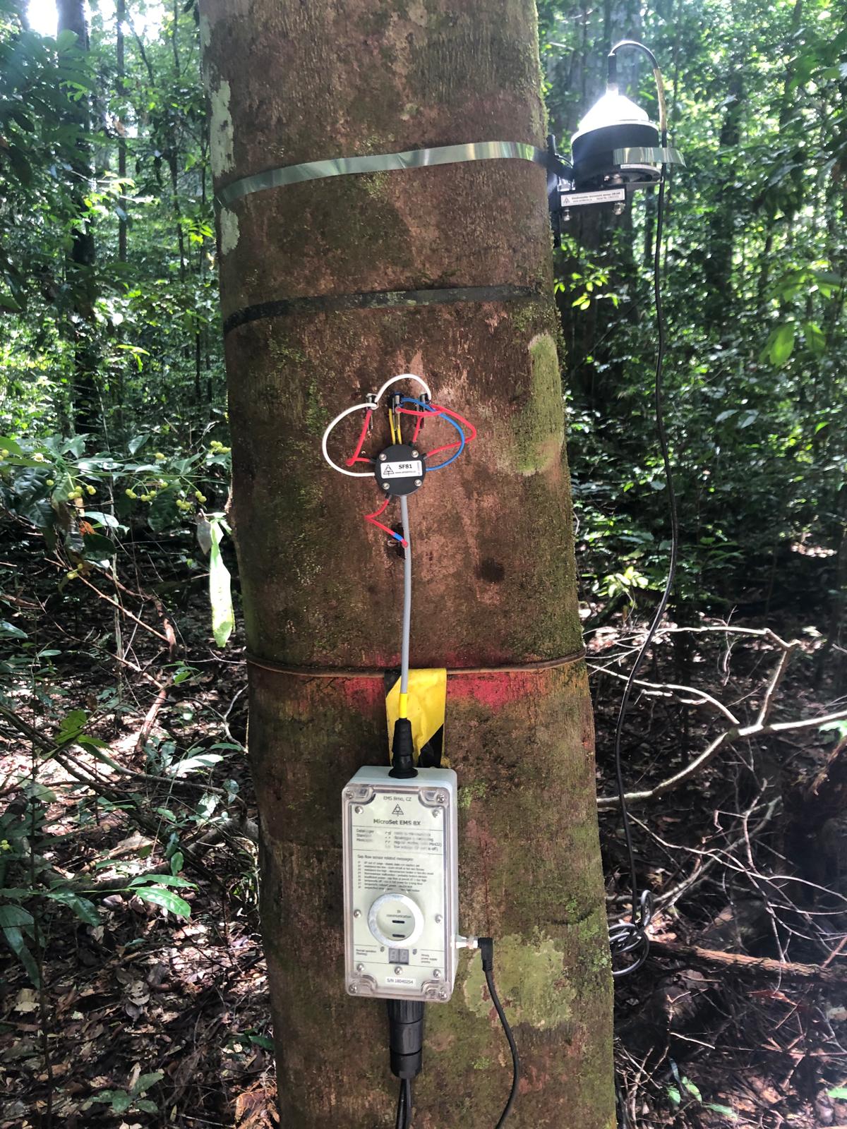 Scientific equipment strapped to a tree