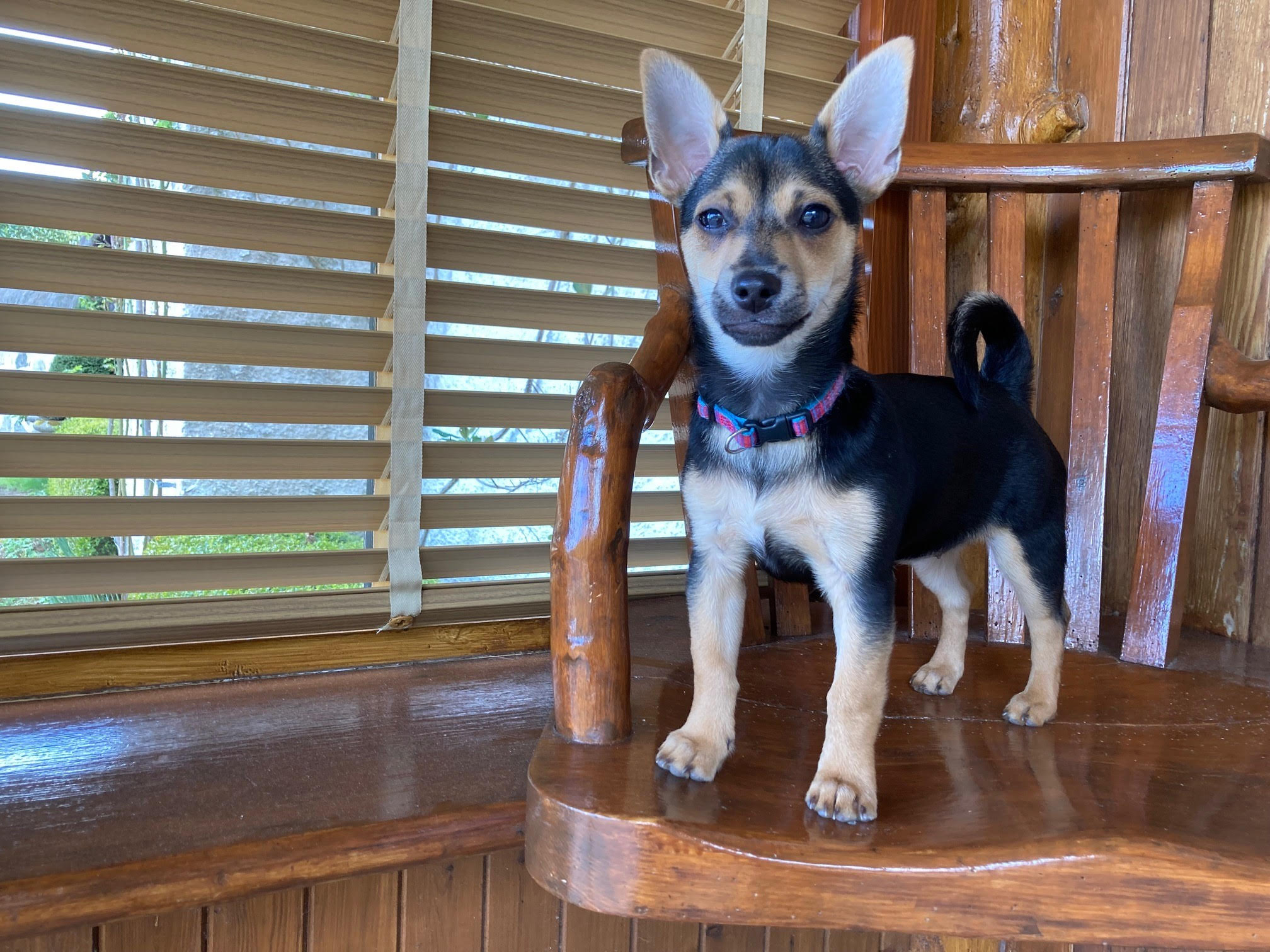The Queen's new puppy Moley