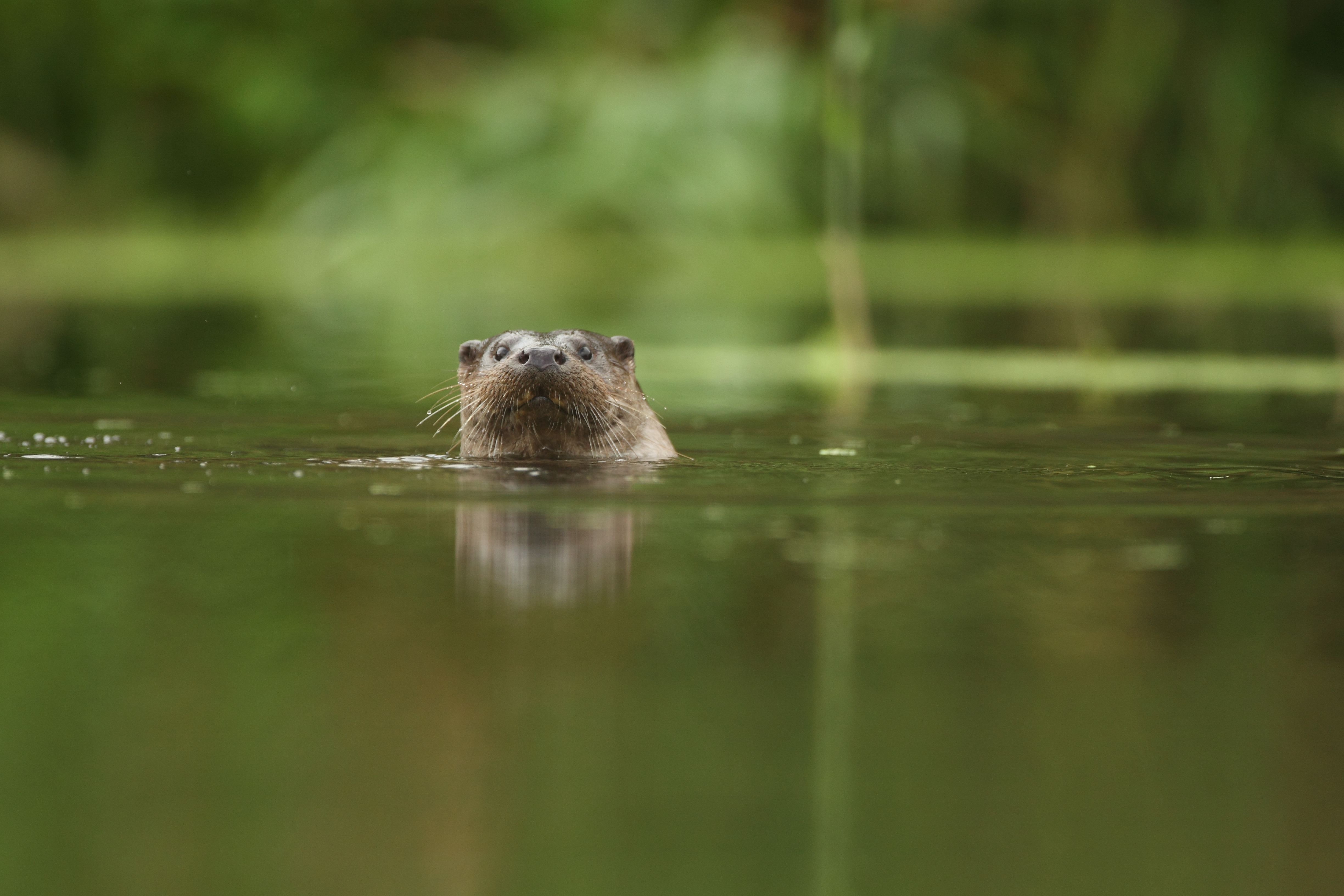 An otter pokes its head above water