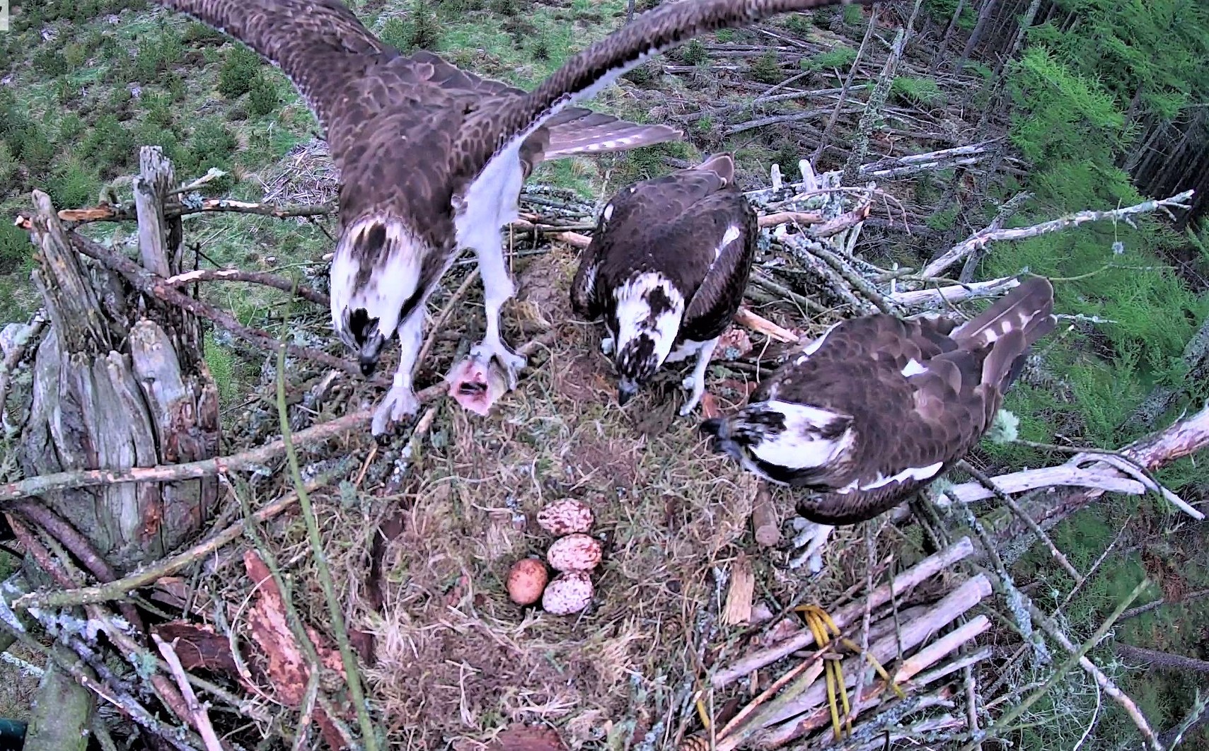 An osprey with fish