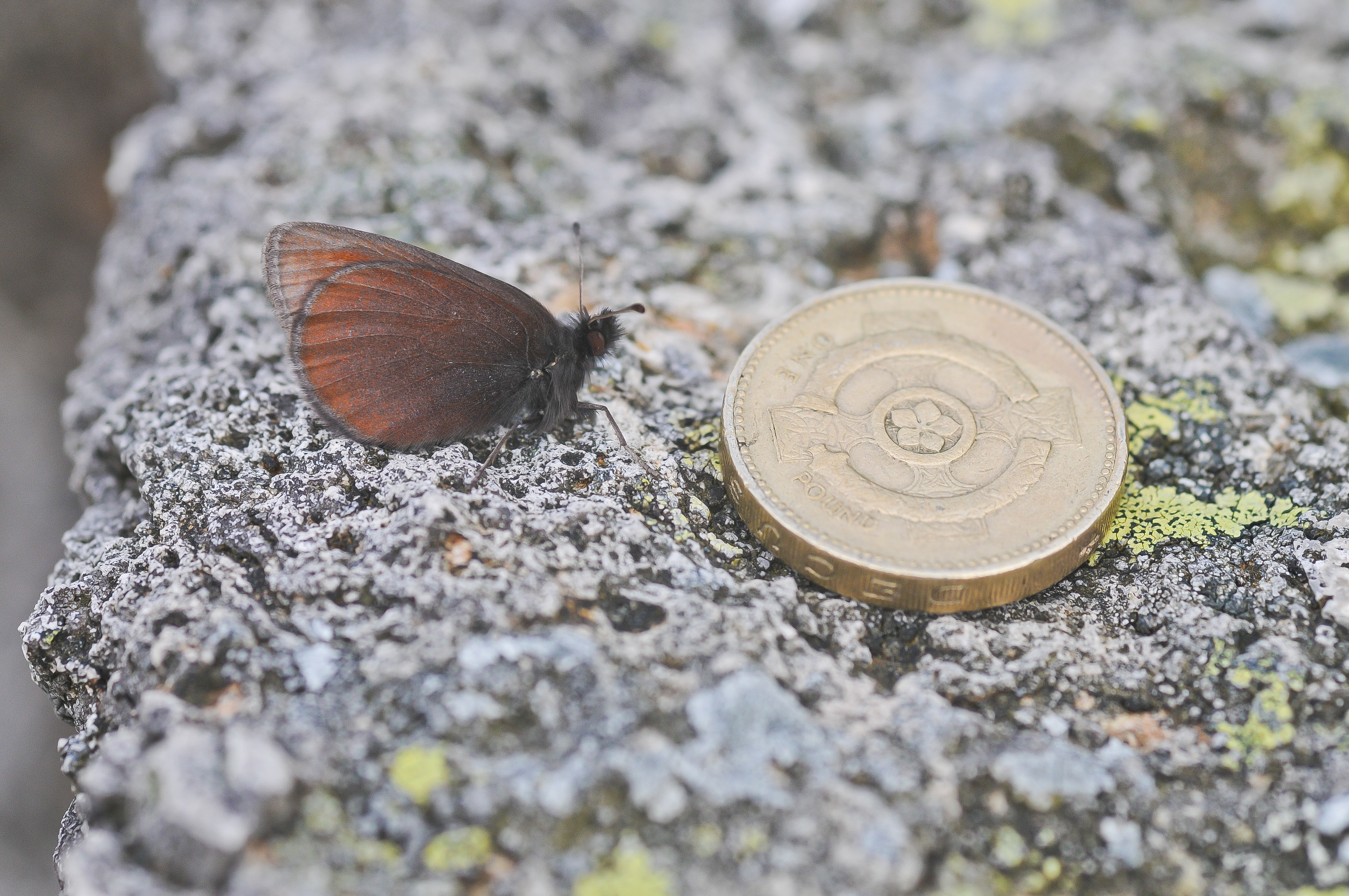 A mountain ringlet resting with wings closed on a rock next to a £1 coin