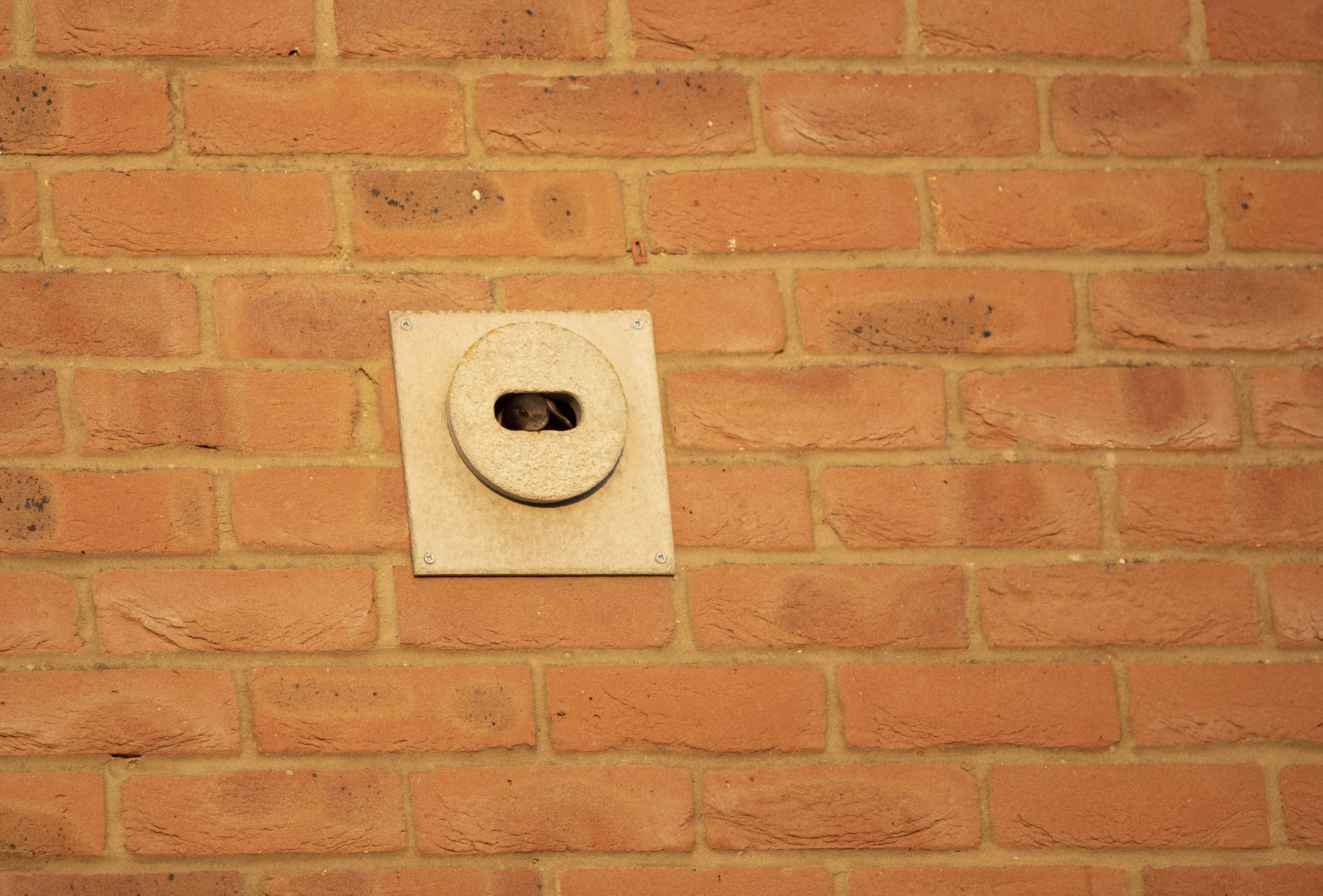 Common swift poking its head out of specially created nesting brick on the side of a new build house,