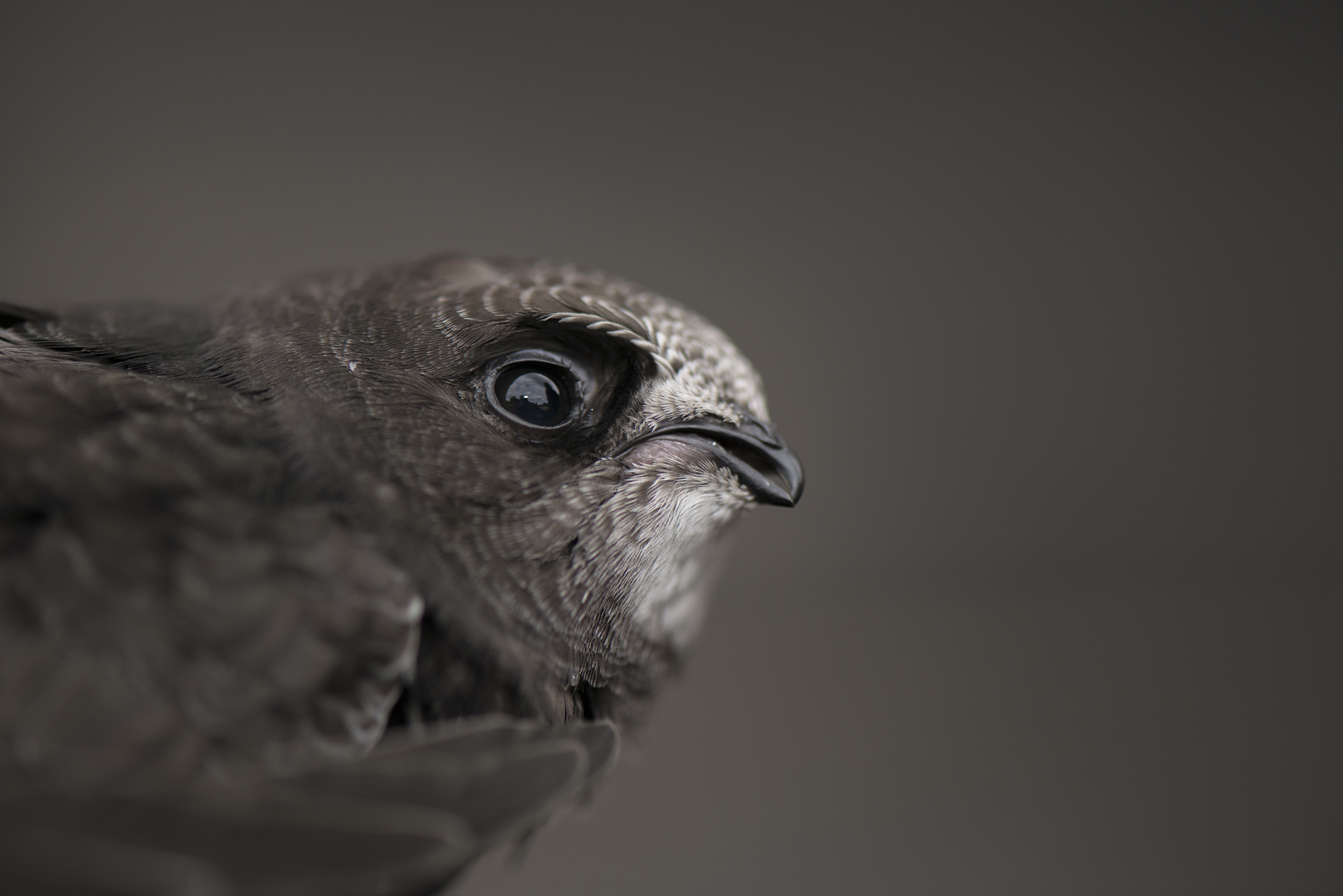 A close up of a juvenile swift