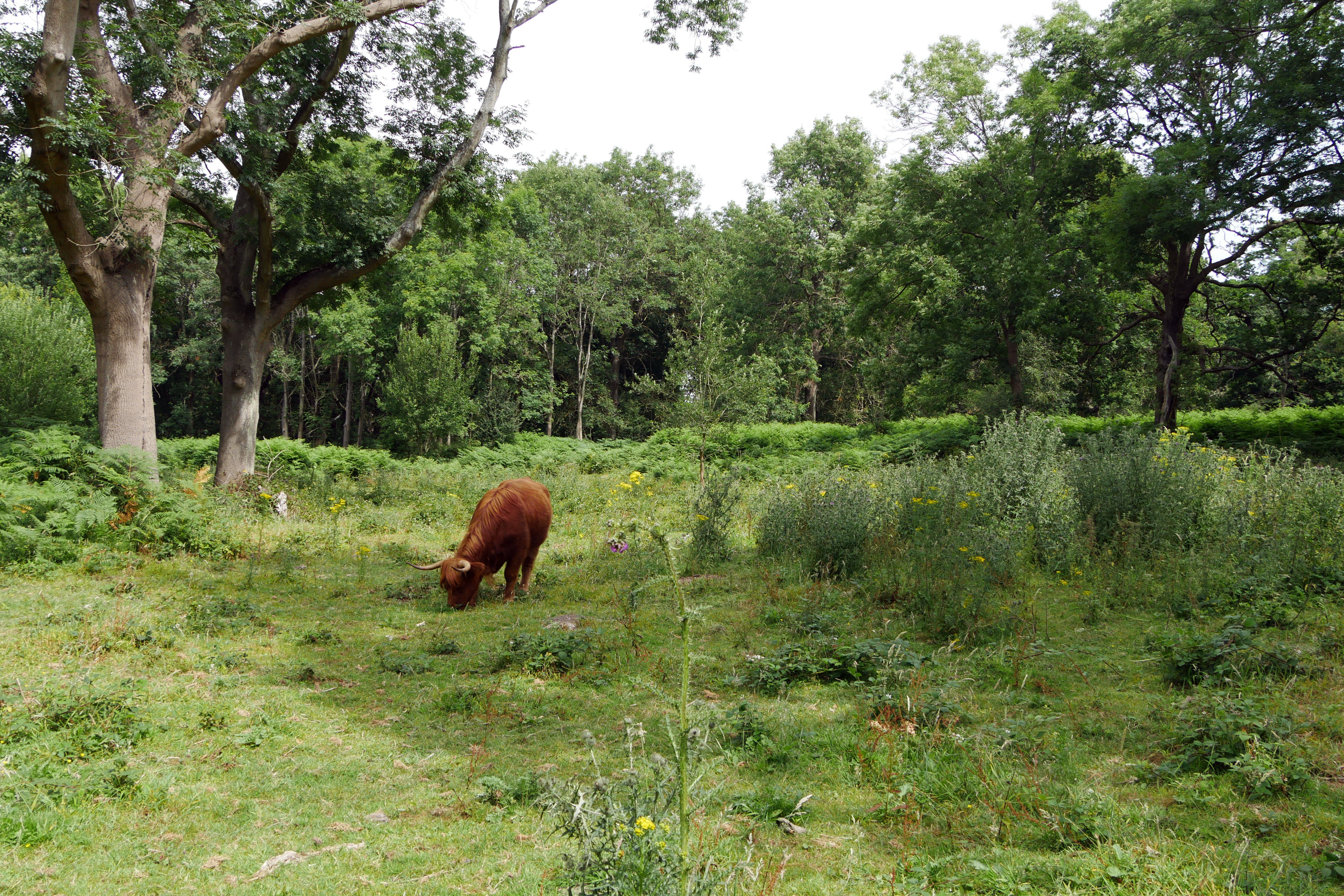 A Highland cow
