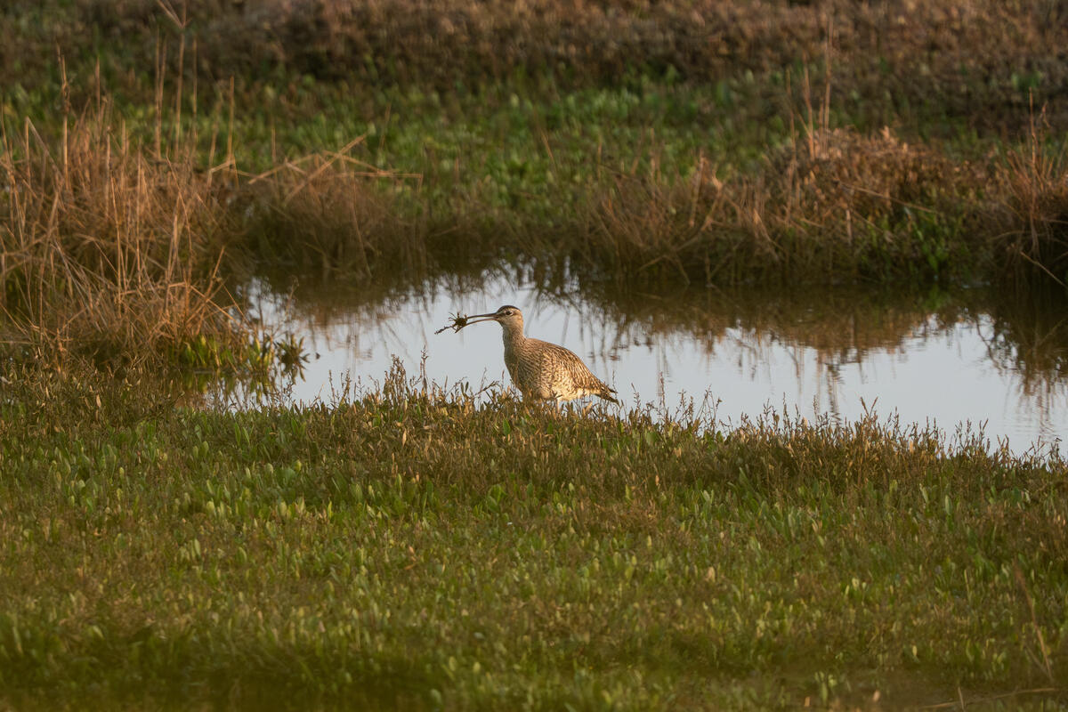 A curlew in front of open water and saltmarsh