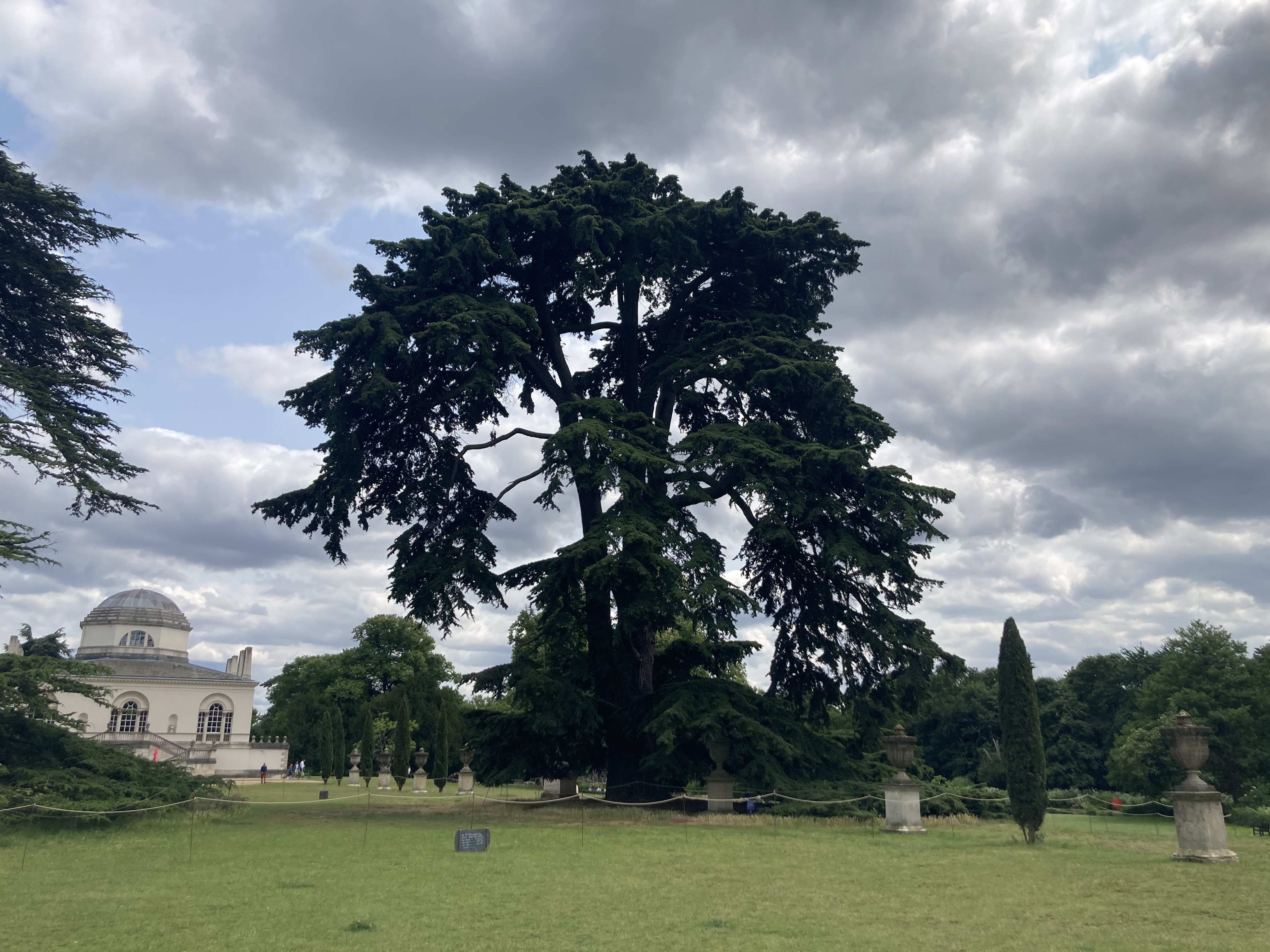 The cedar climbed by The Beatles in Chiswick