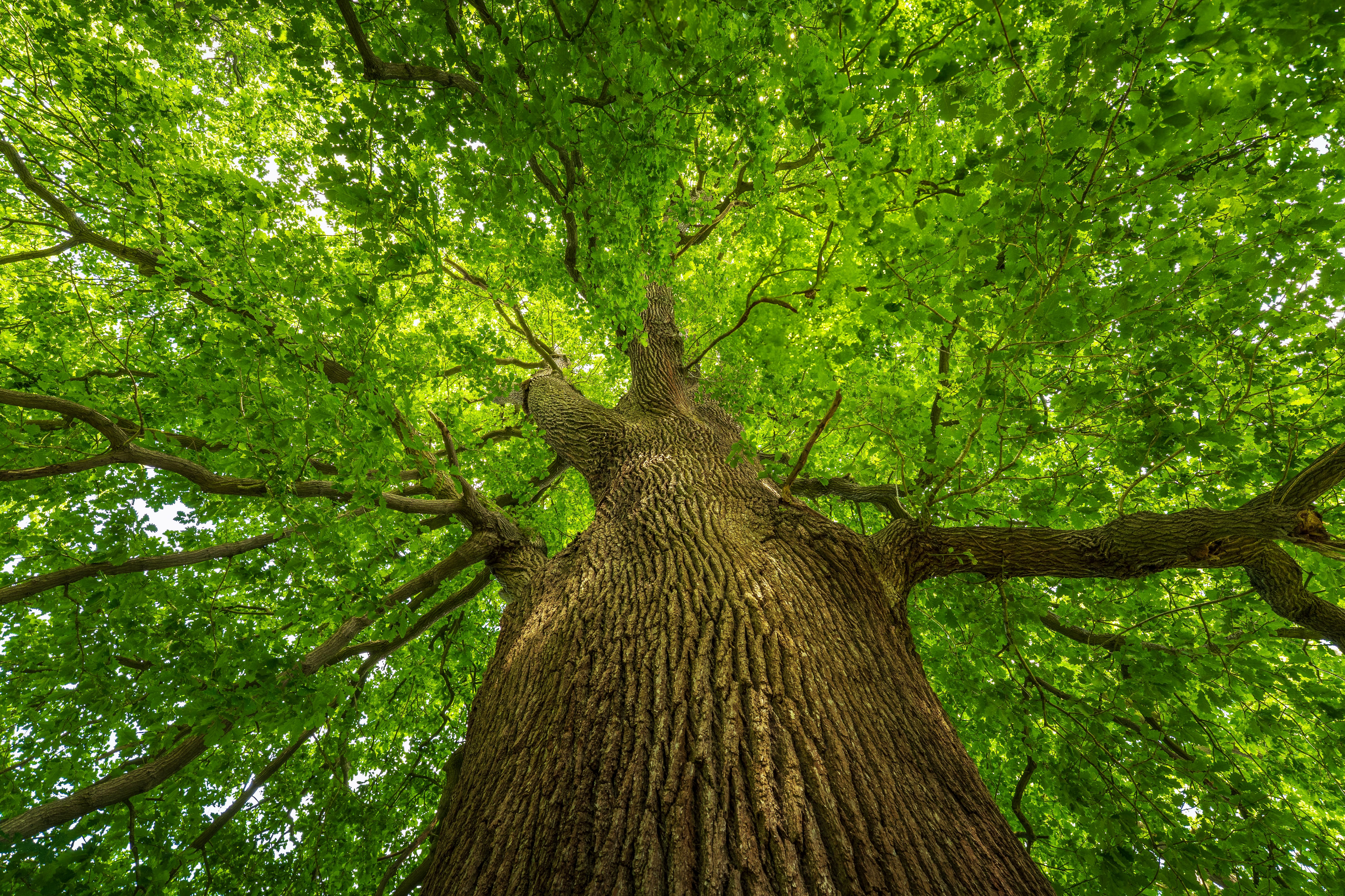 The Knole House oak that may have inspired Virginia Woolf