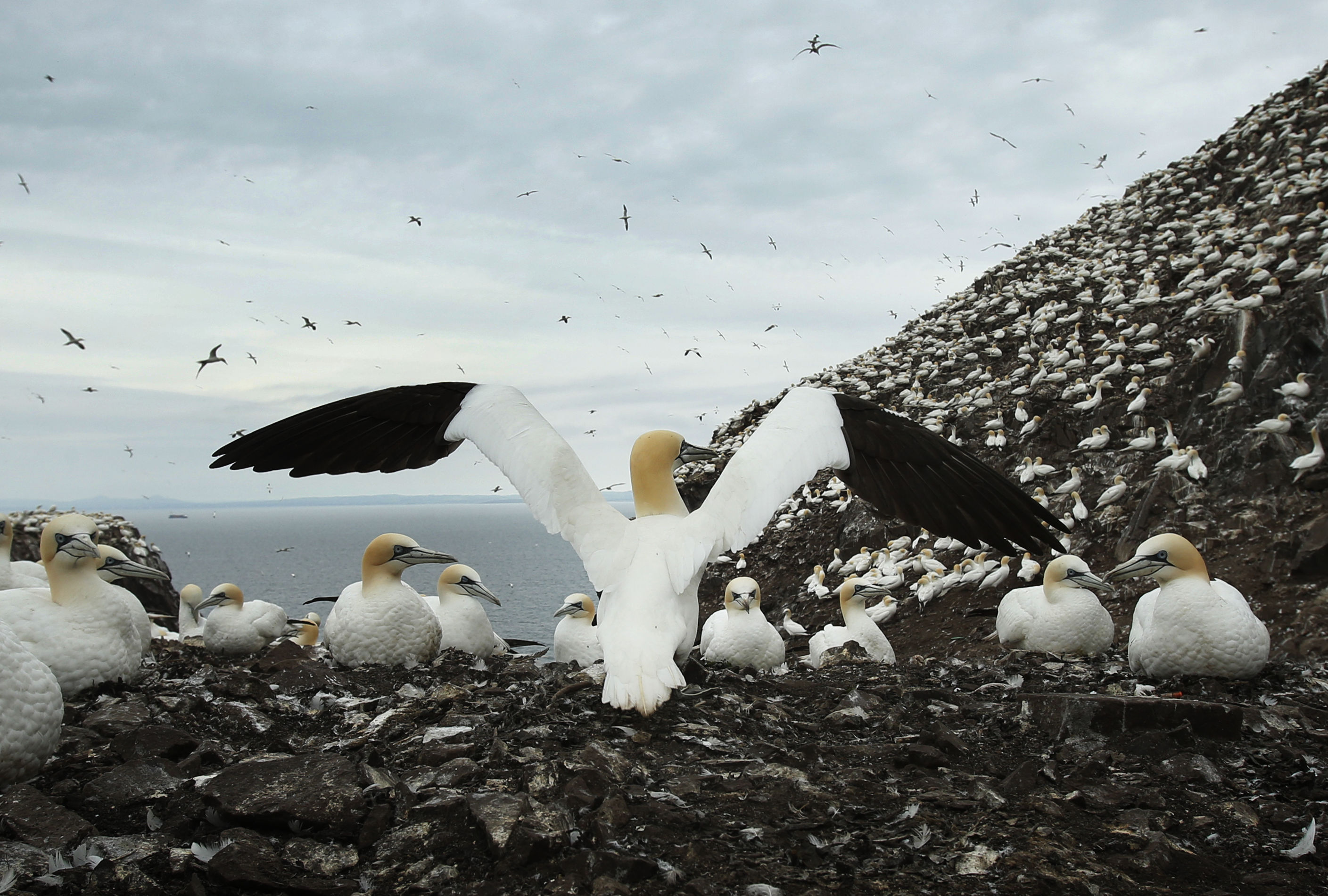 Hundreds of gannets on a rocky area, with the sea in the background