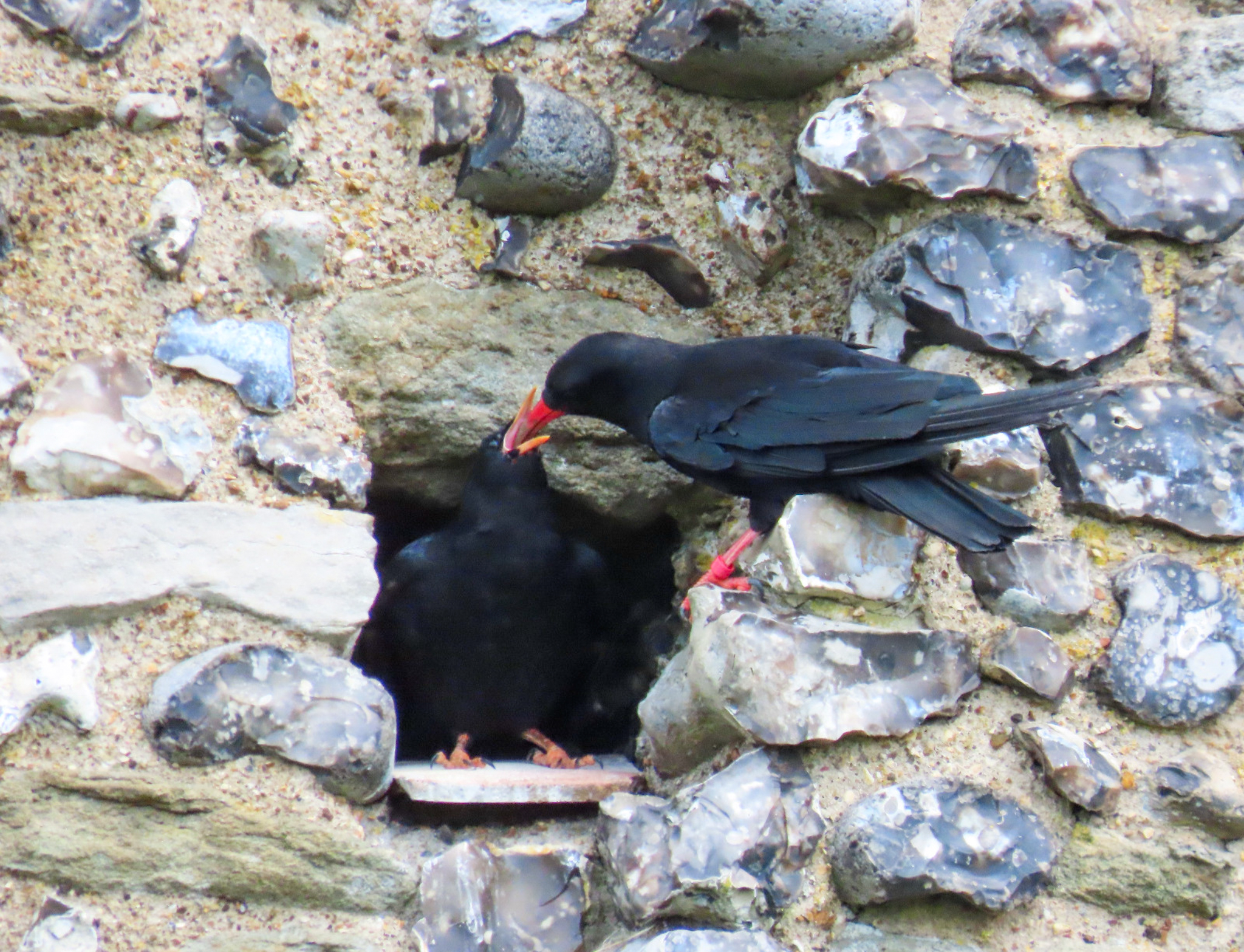 An adult chough with black plumage and red bill and feet, feeds its chick in the entrance to a gap in the stone wall of Dover Castle