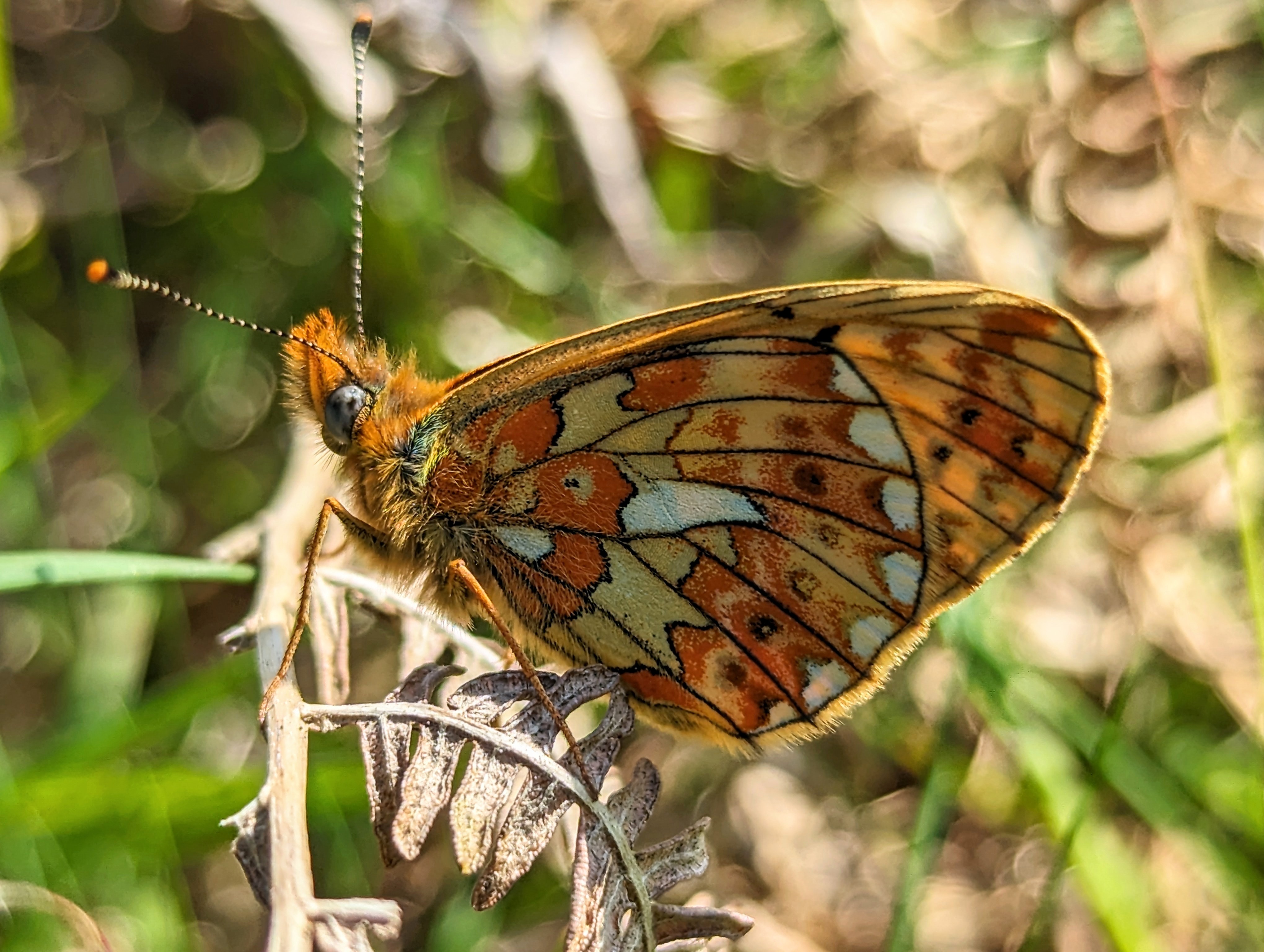 A pearl-bordered fritillary rests with wings closed on a plant twig
