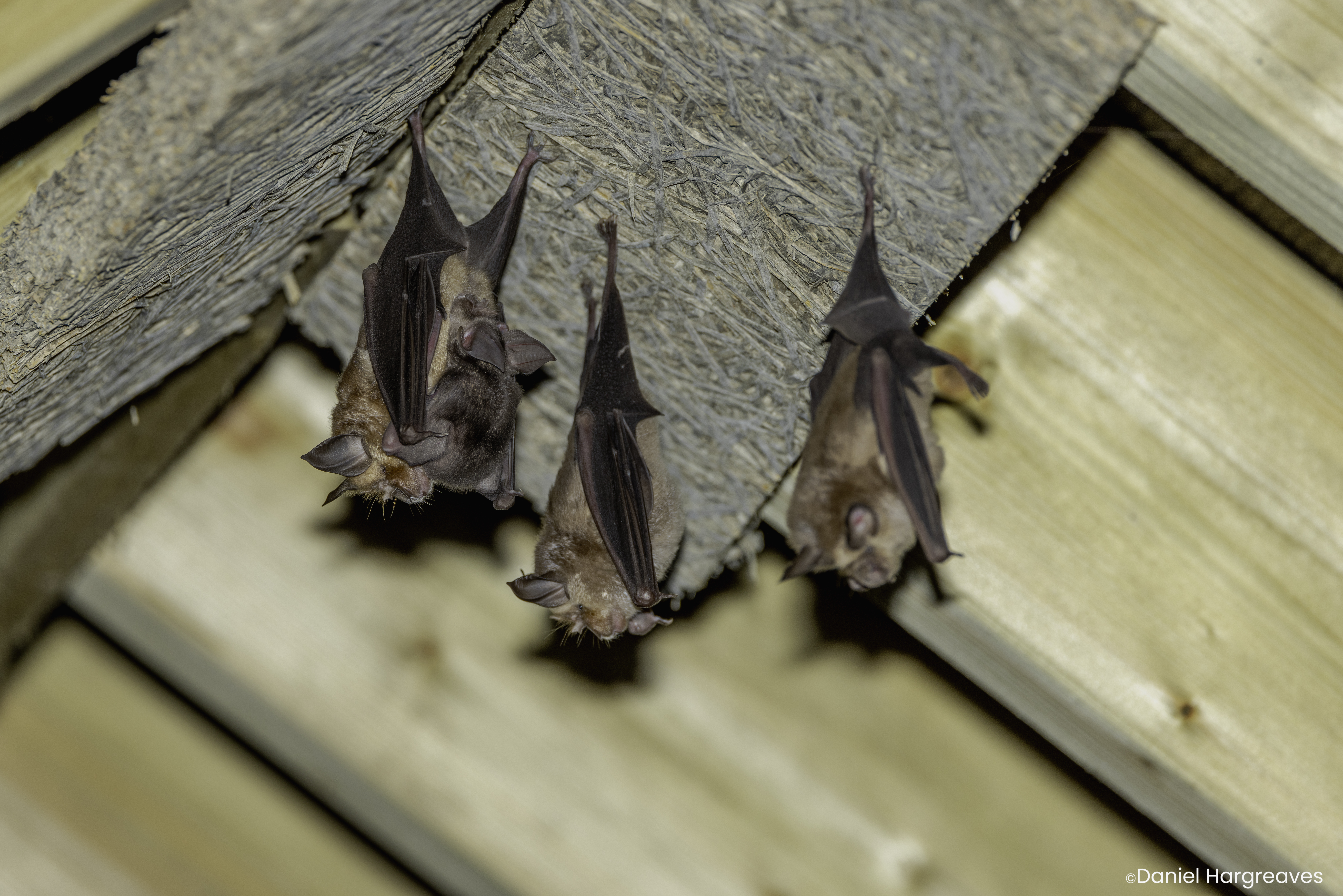 Three Greater Horseshoe bats, including one with pup, hanging on wooden building