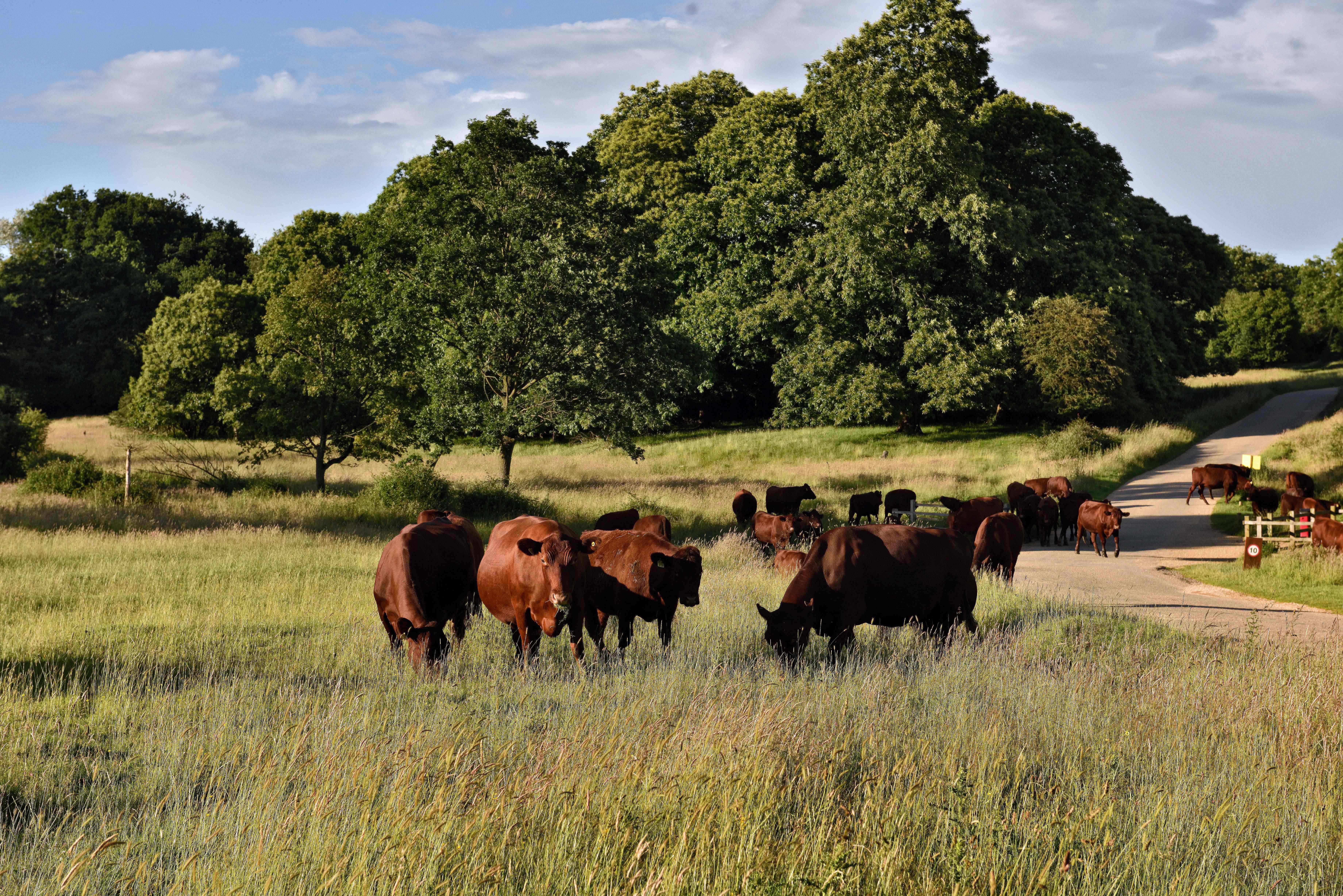 Grazing red poll cattle