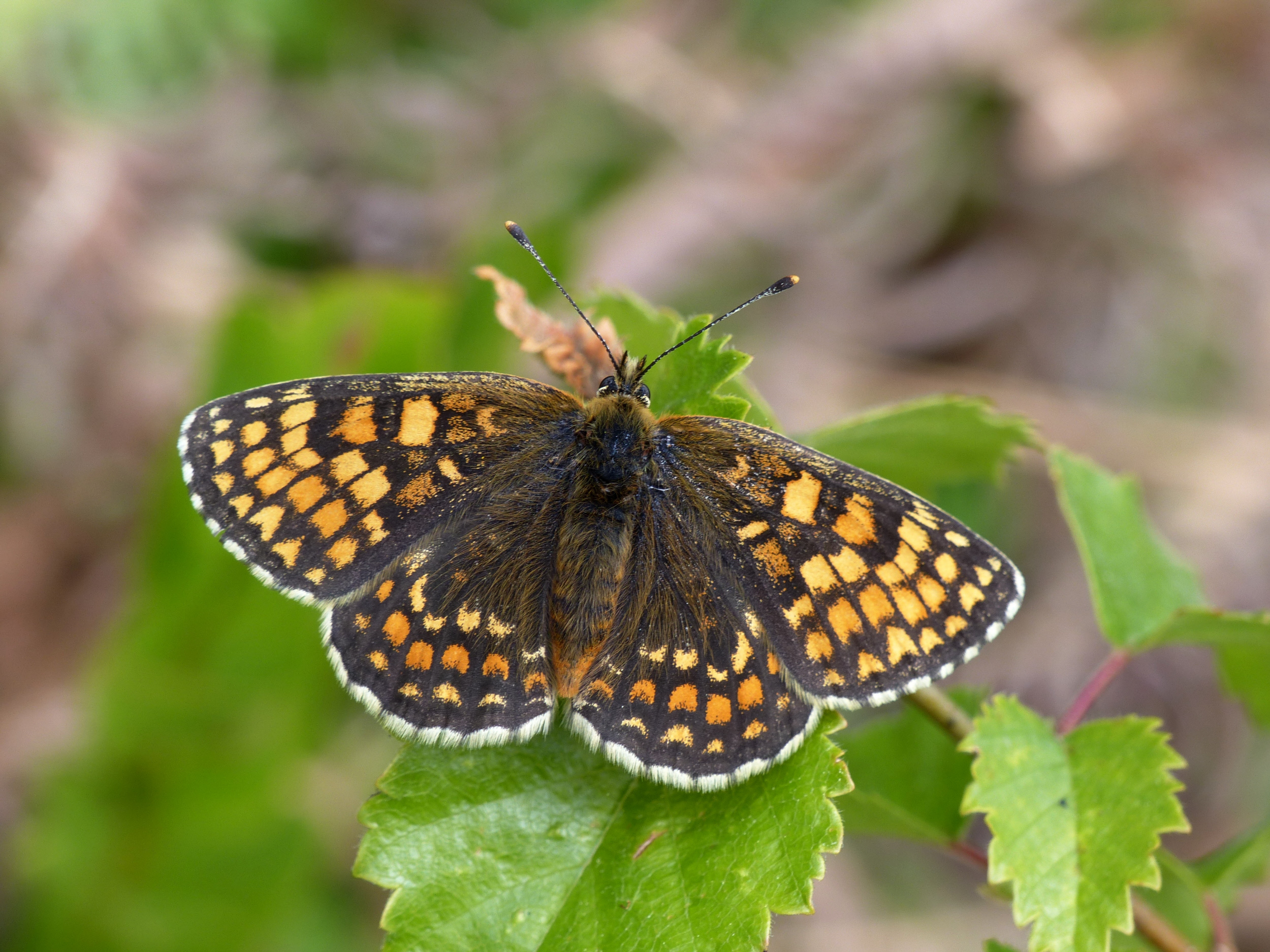 A small heath fritillary butterfly. (Matthew Oates/ National Trust/ PA)