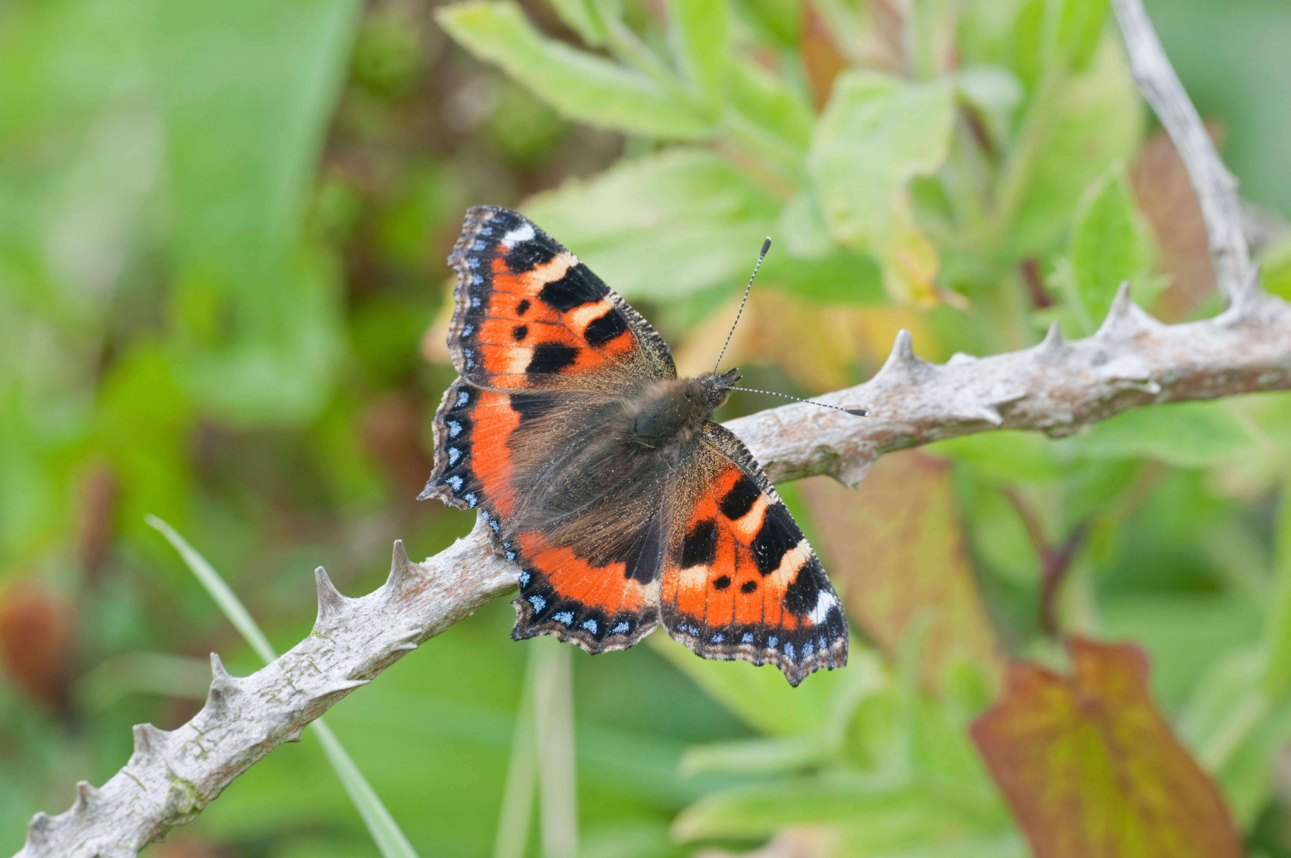 A small tortoiseshell rests with open wings on a bramble branch