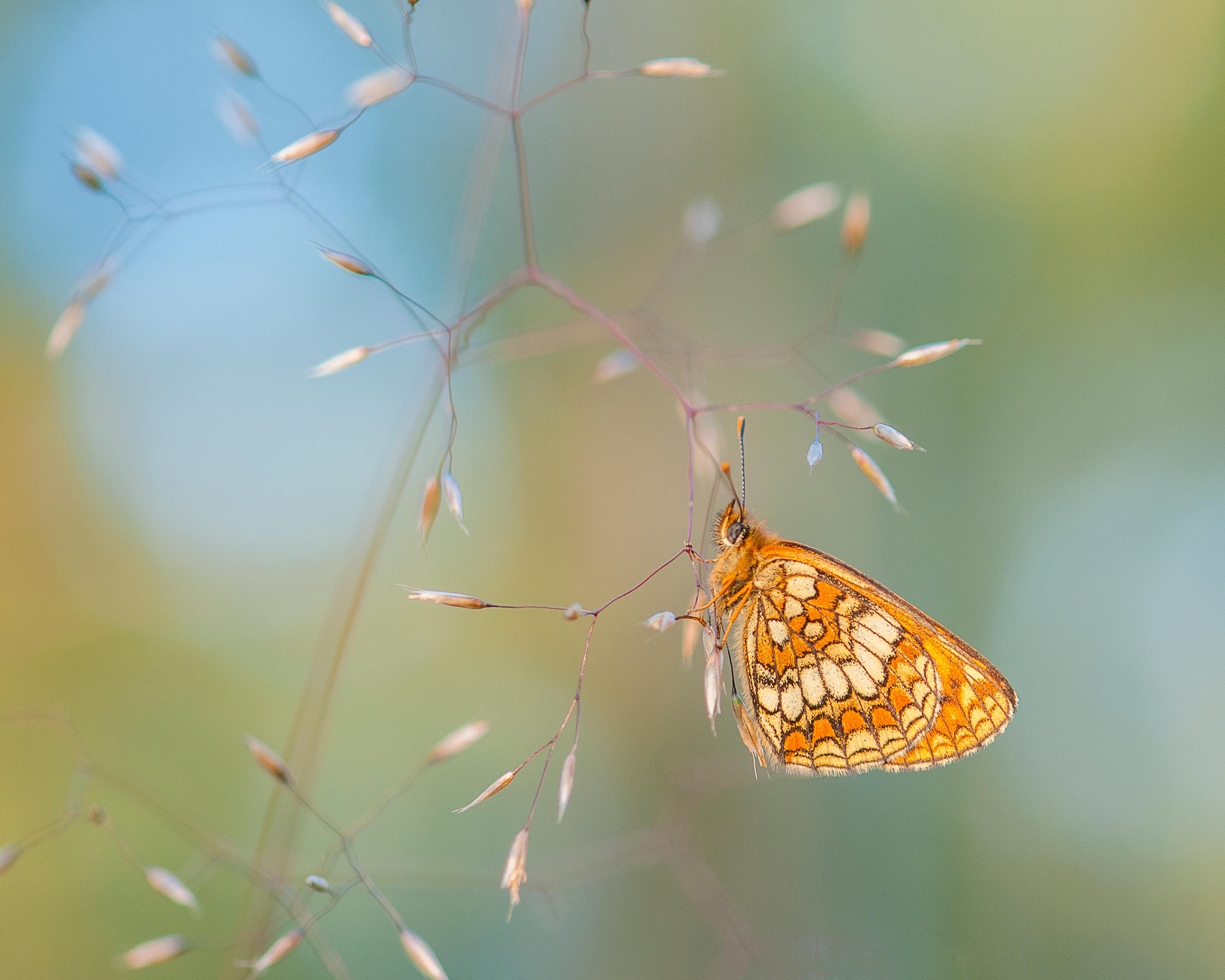 A heath fritillary hanging in the grass