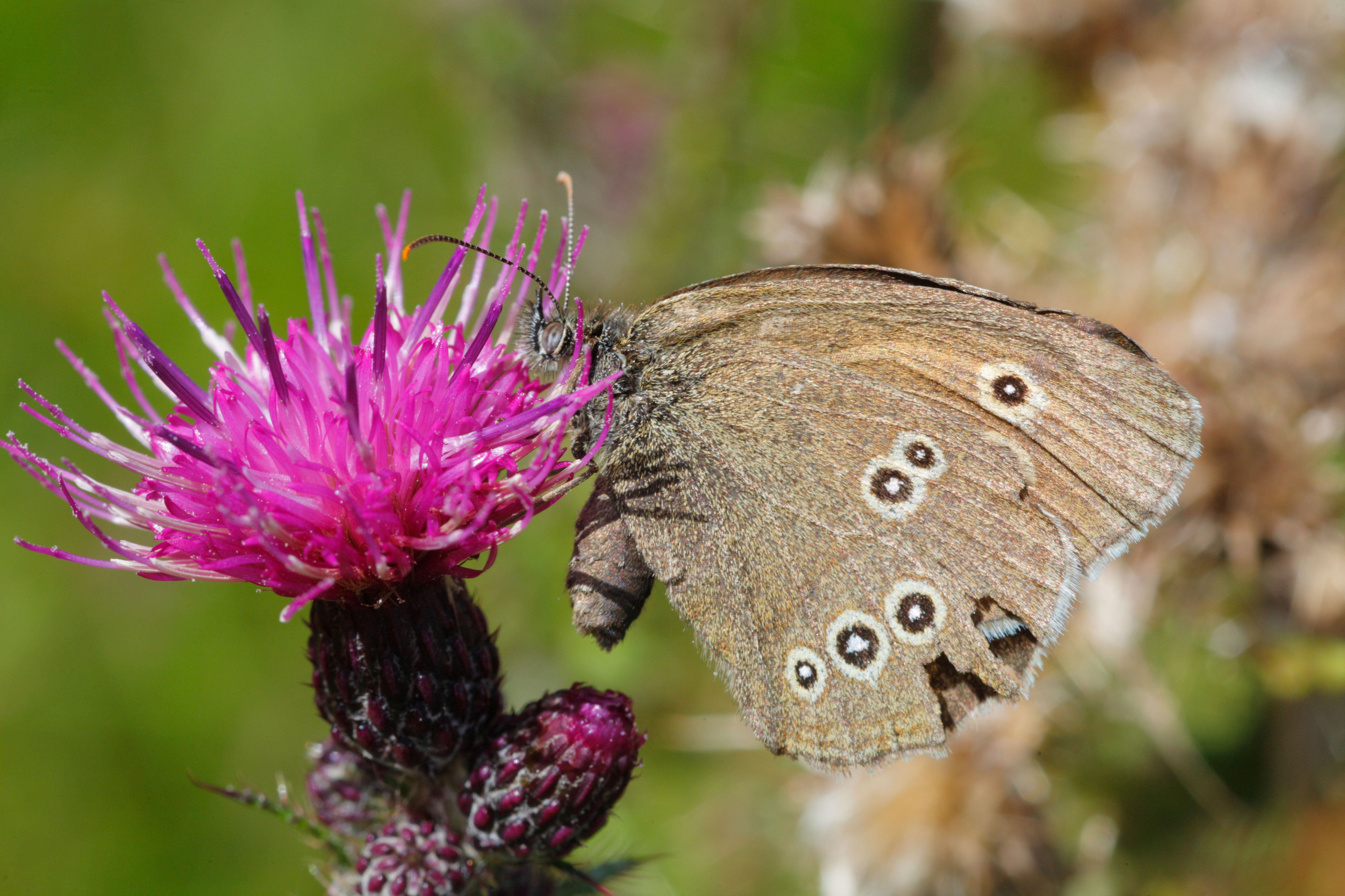 A ringlet butterfly with wings folded feeds on a pink thistle flower