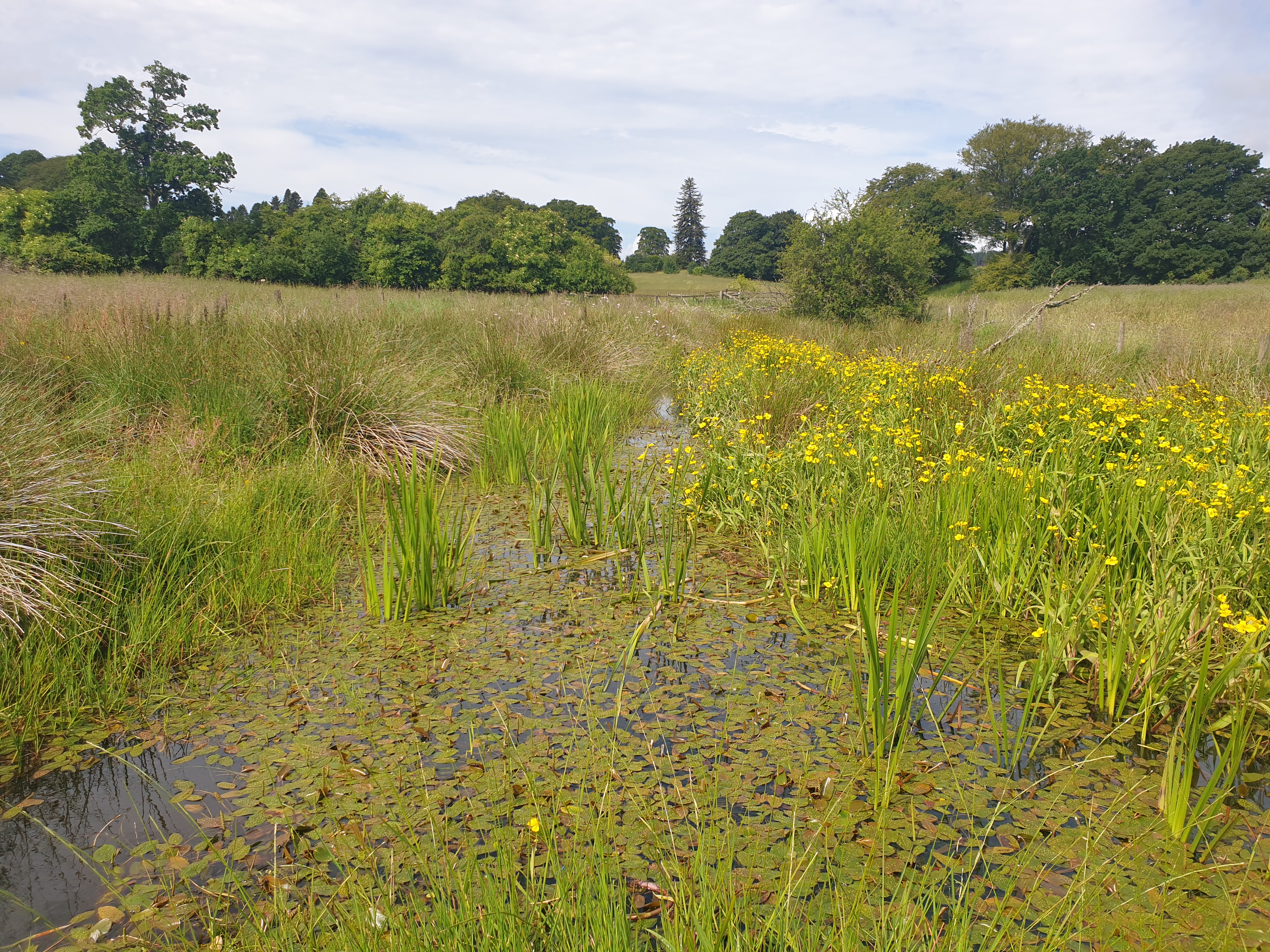 A wetland area which was created by beavers