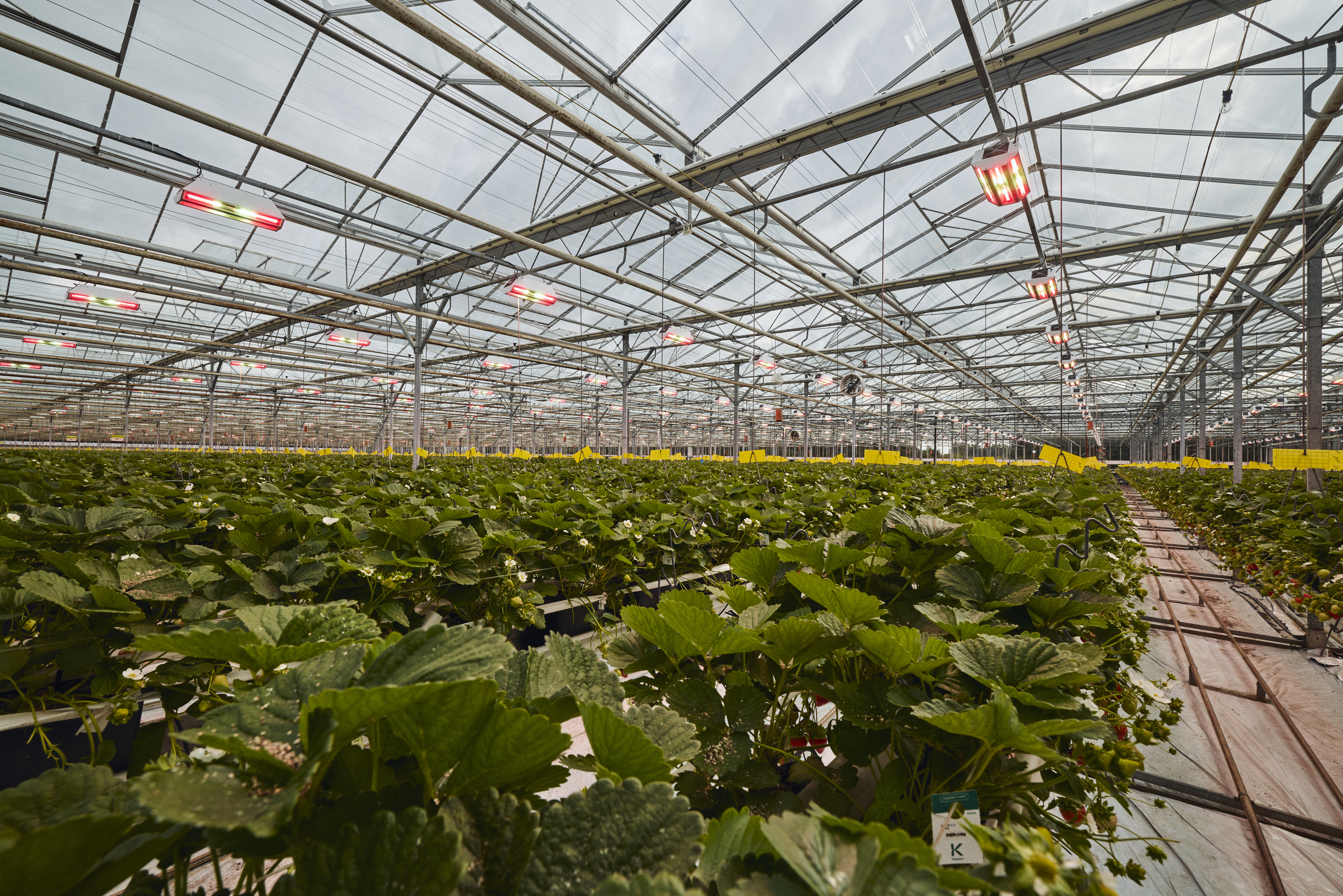 Inside The Summer Berry Company facility