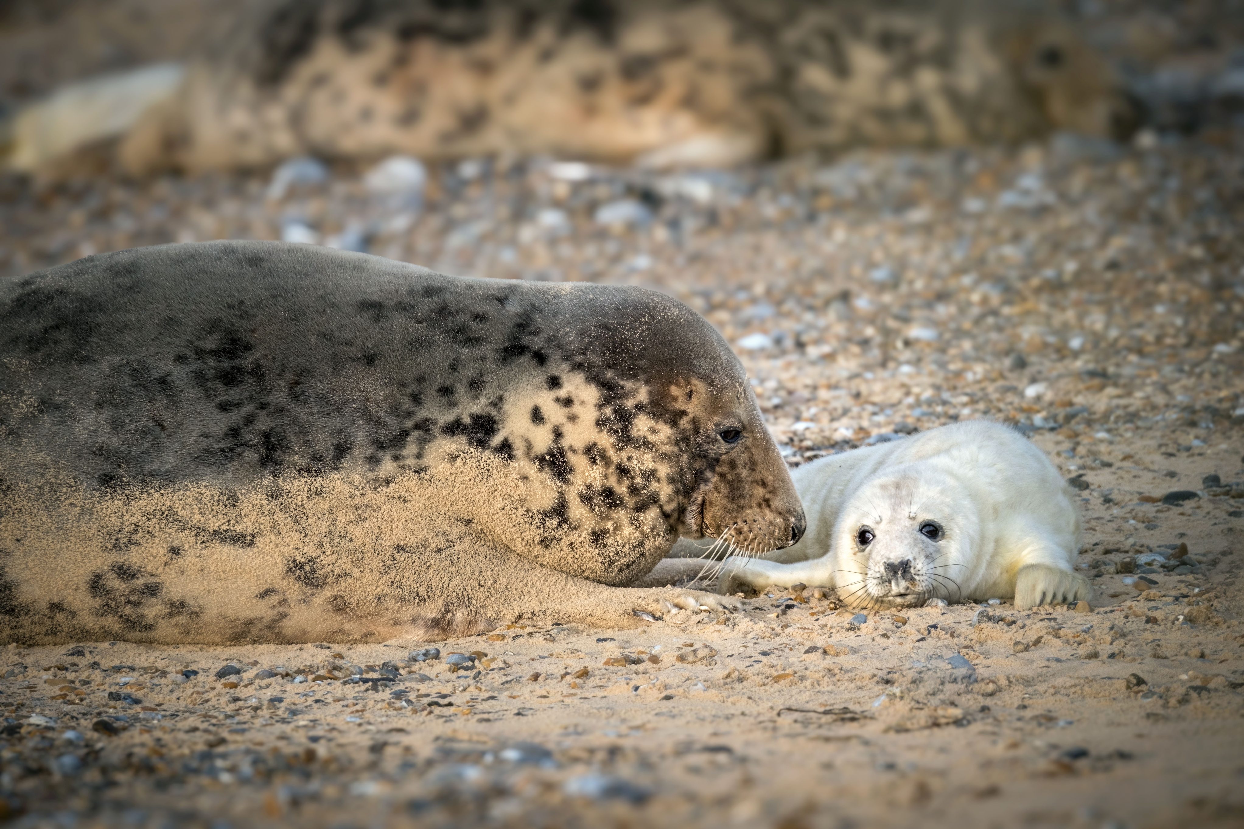 A grey seal with a young pup at Blakeney Point early in this year's pupping season