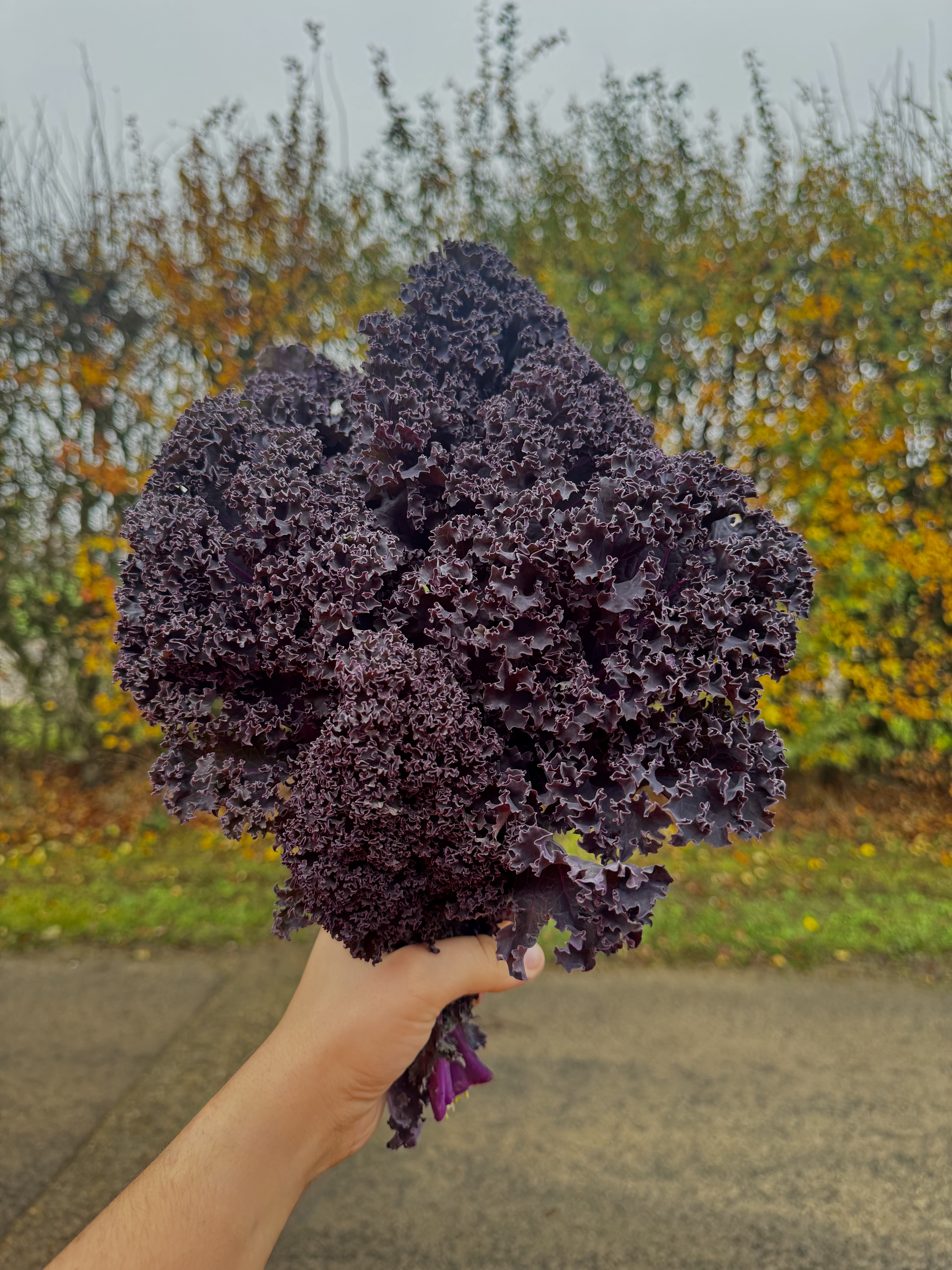 A supermarket buyer holds red kale