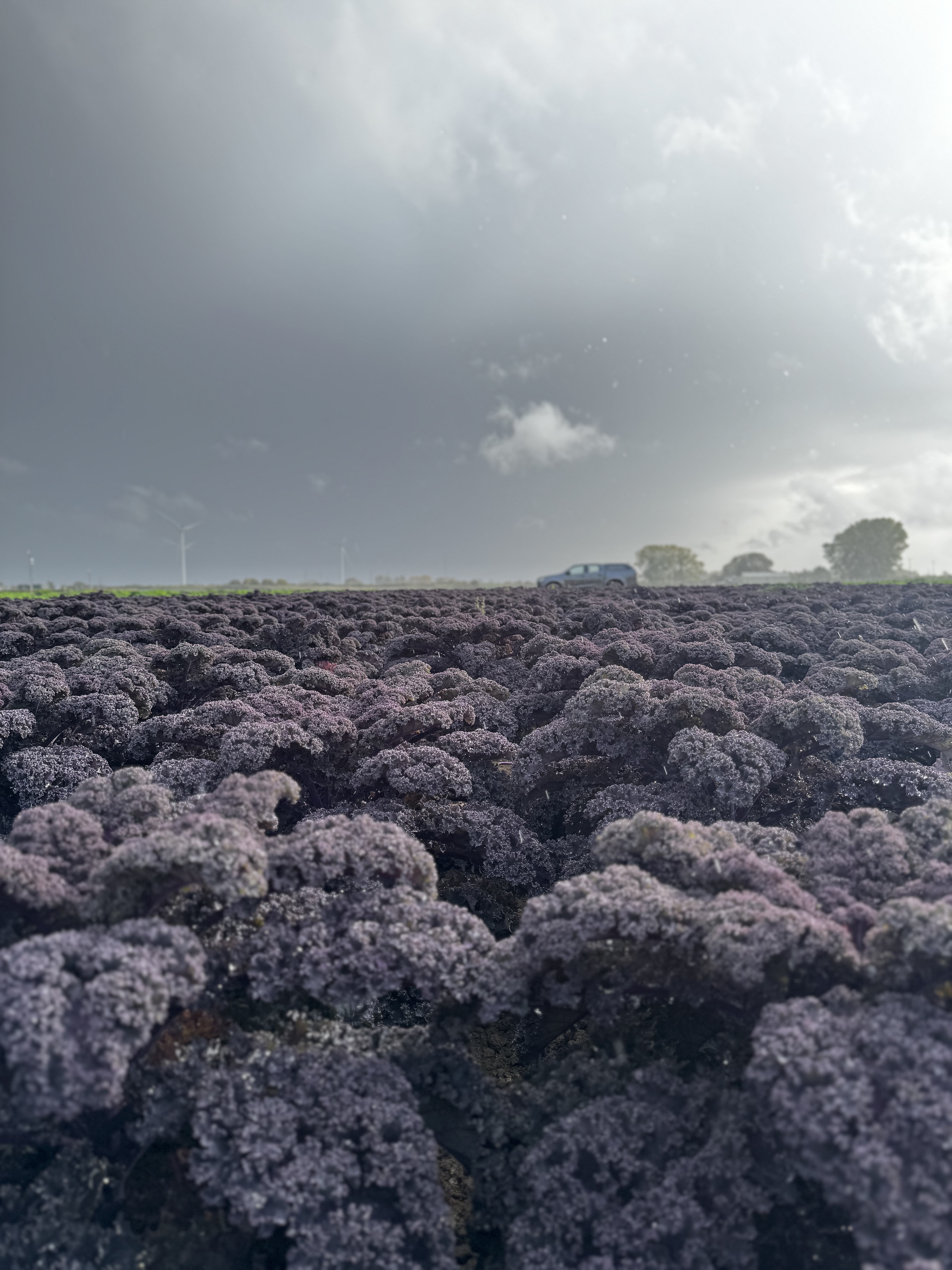 Red kale being grown at Tesco supplier A H Worth near Spalding, Lincolnshire