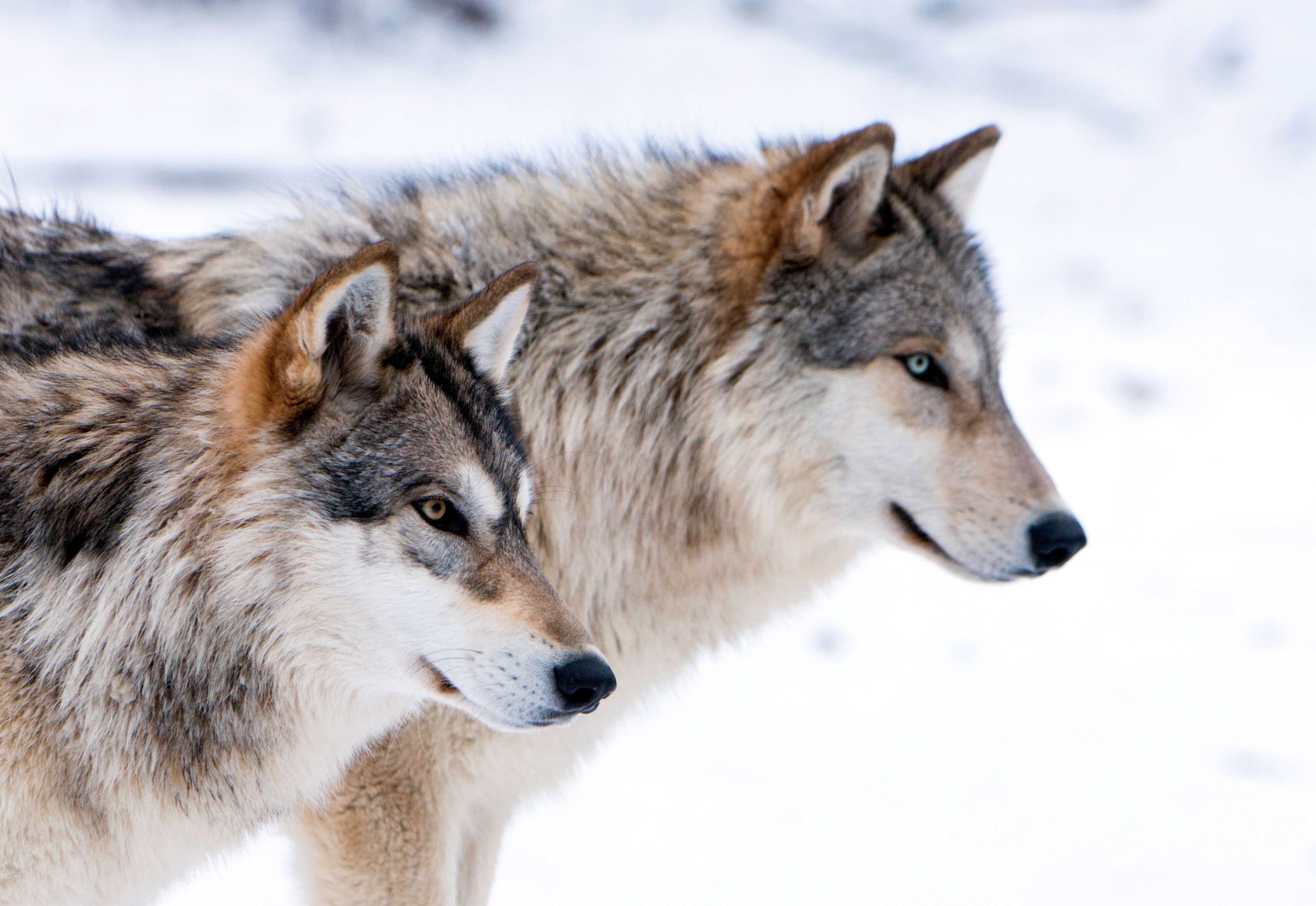 Two wolves standing in the snow