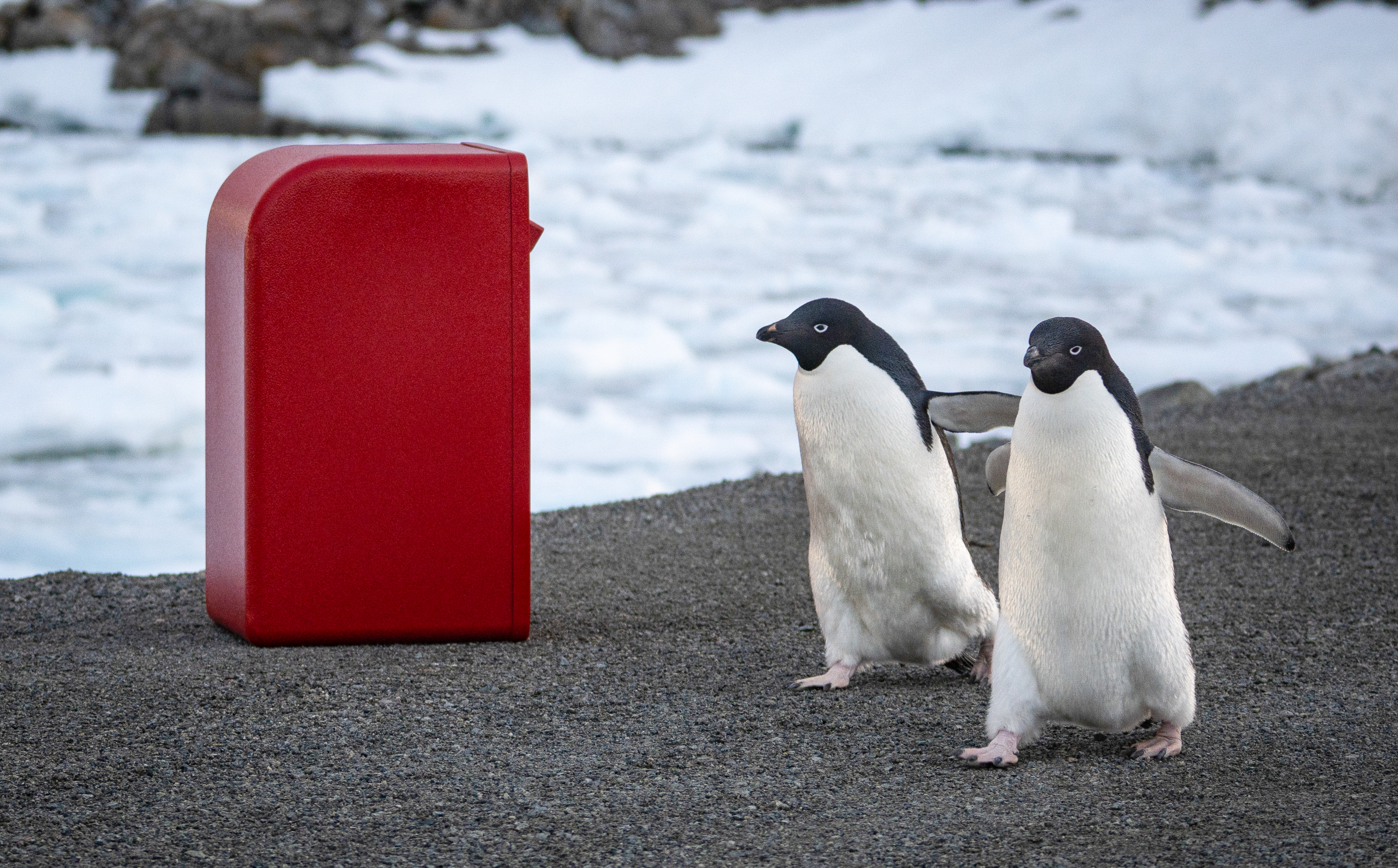 A pair of Adelie penguin with post box
