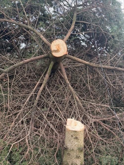 Cut down tree