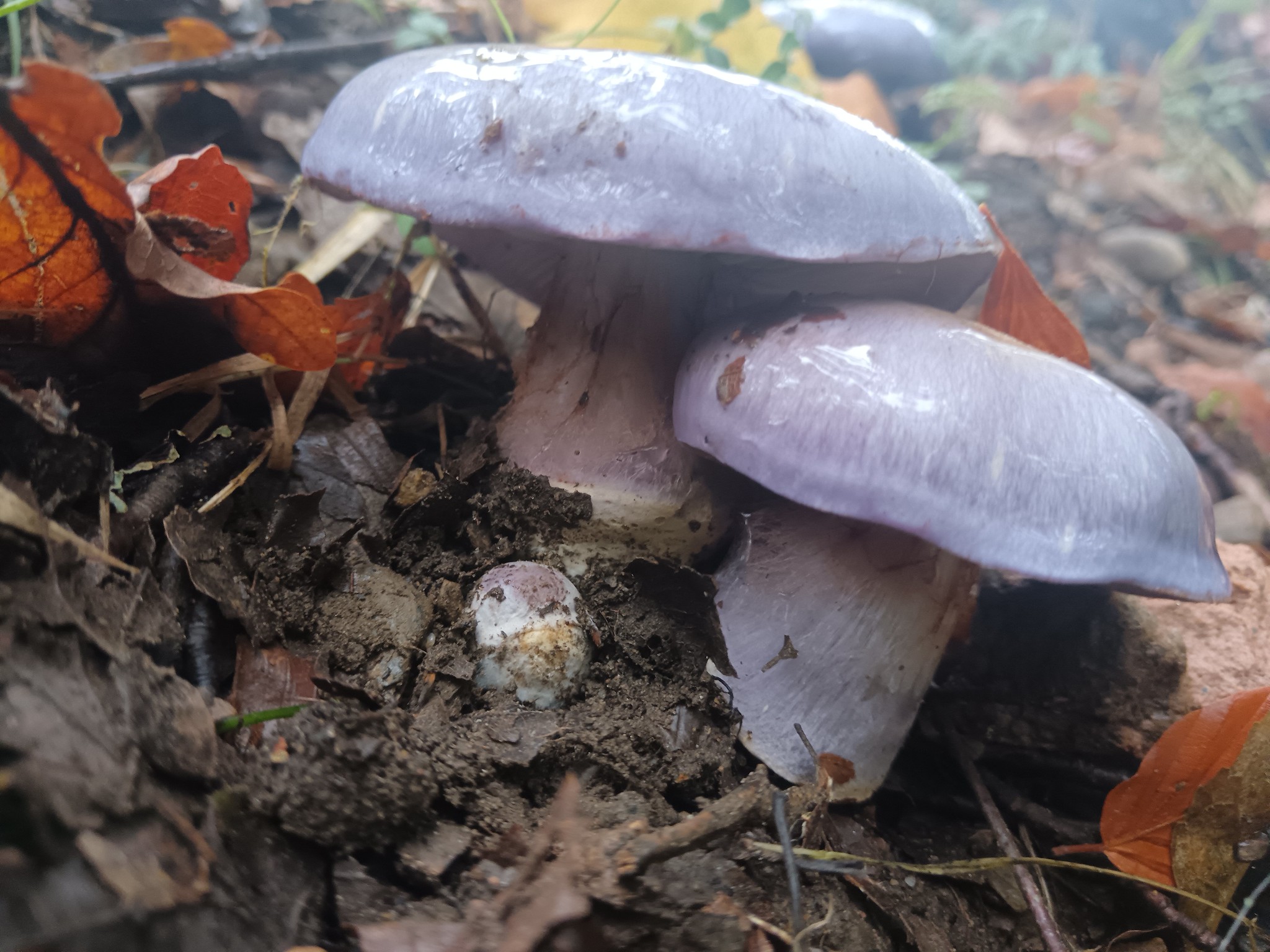 Cortinarius eucaeruleus fungus, Killiecrankie by Ruth Alexander