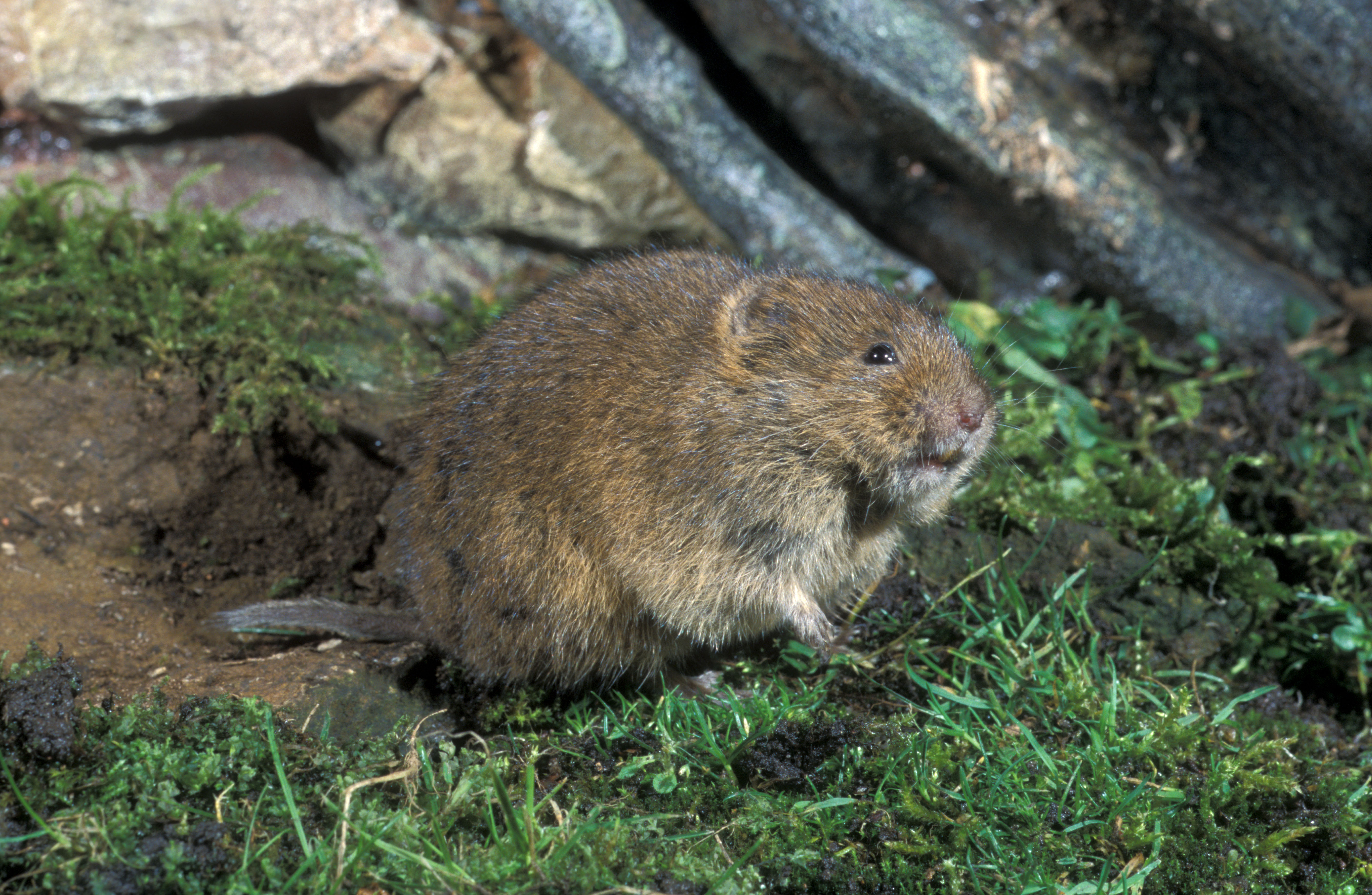 An Orkney vole in grass