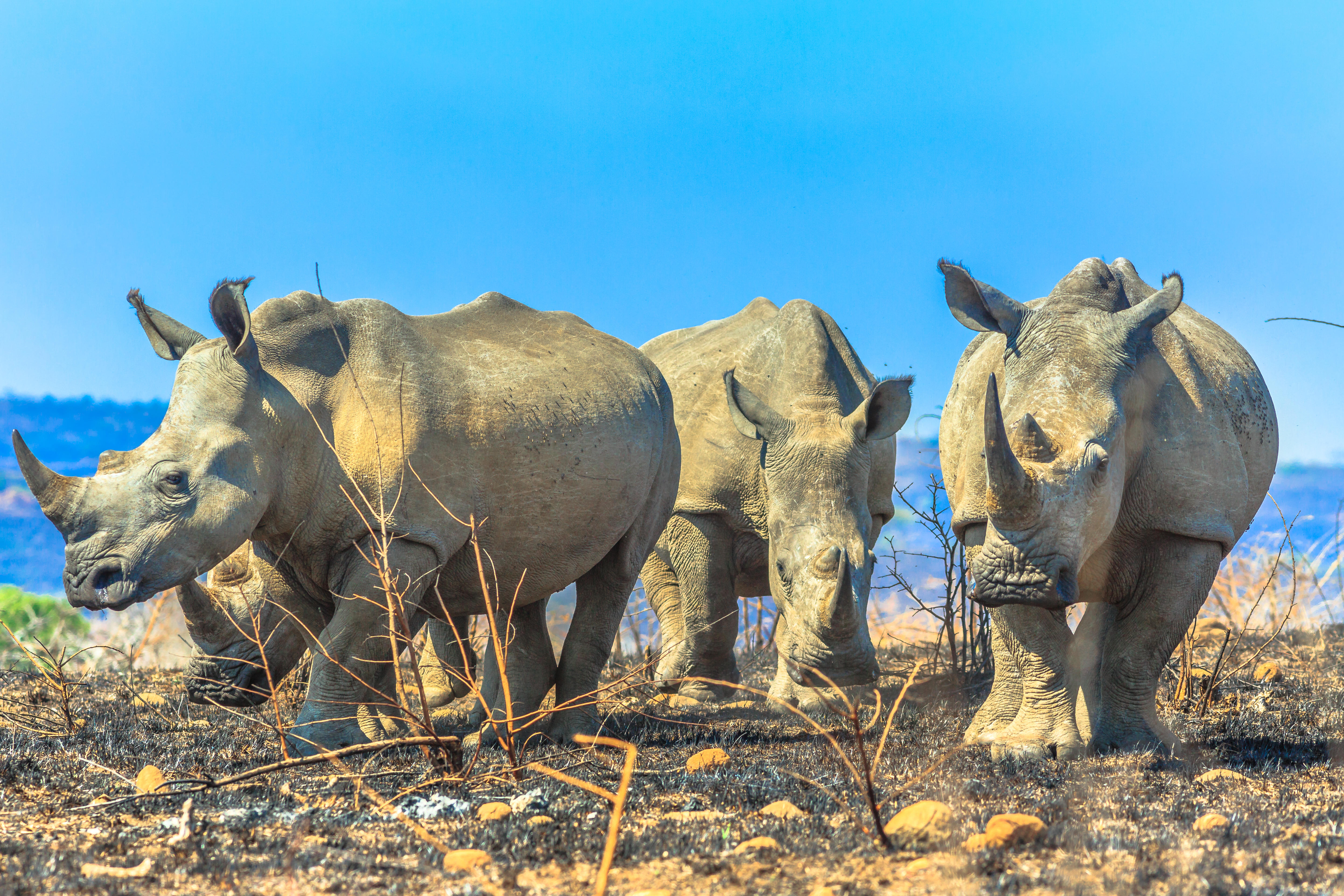 Four adult white rhinos standing in the savannah of Hluhluwe-Imfolozi Park, South Africa.