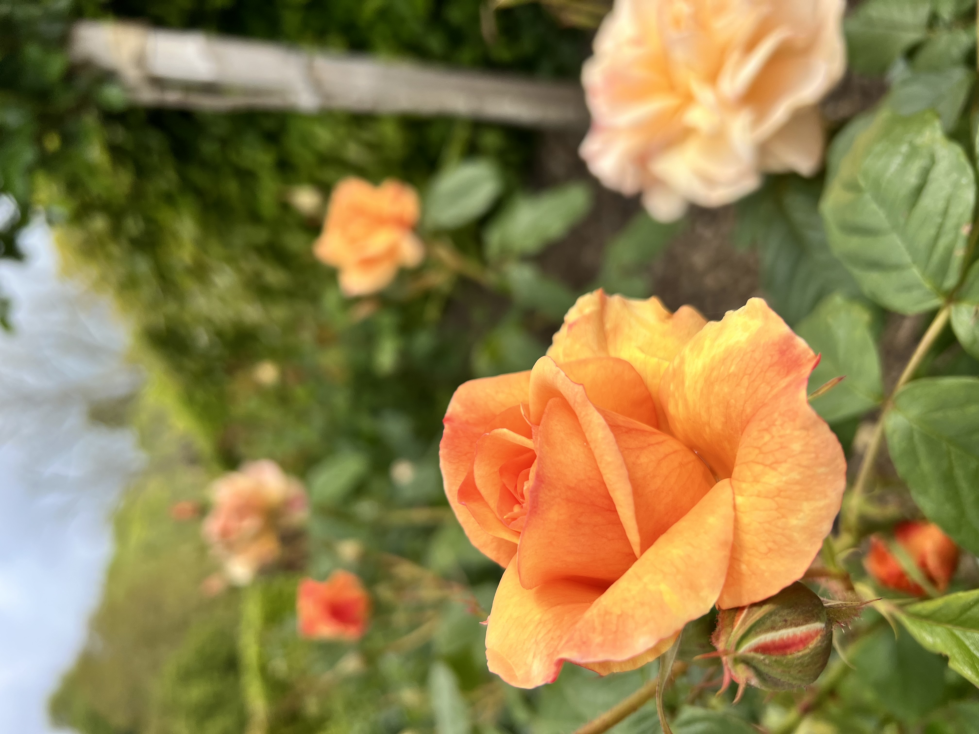 The orange blooms of Chartwell's golden rose avenue coming into flower