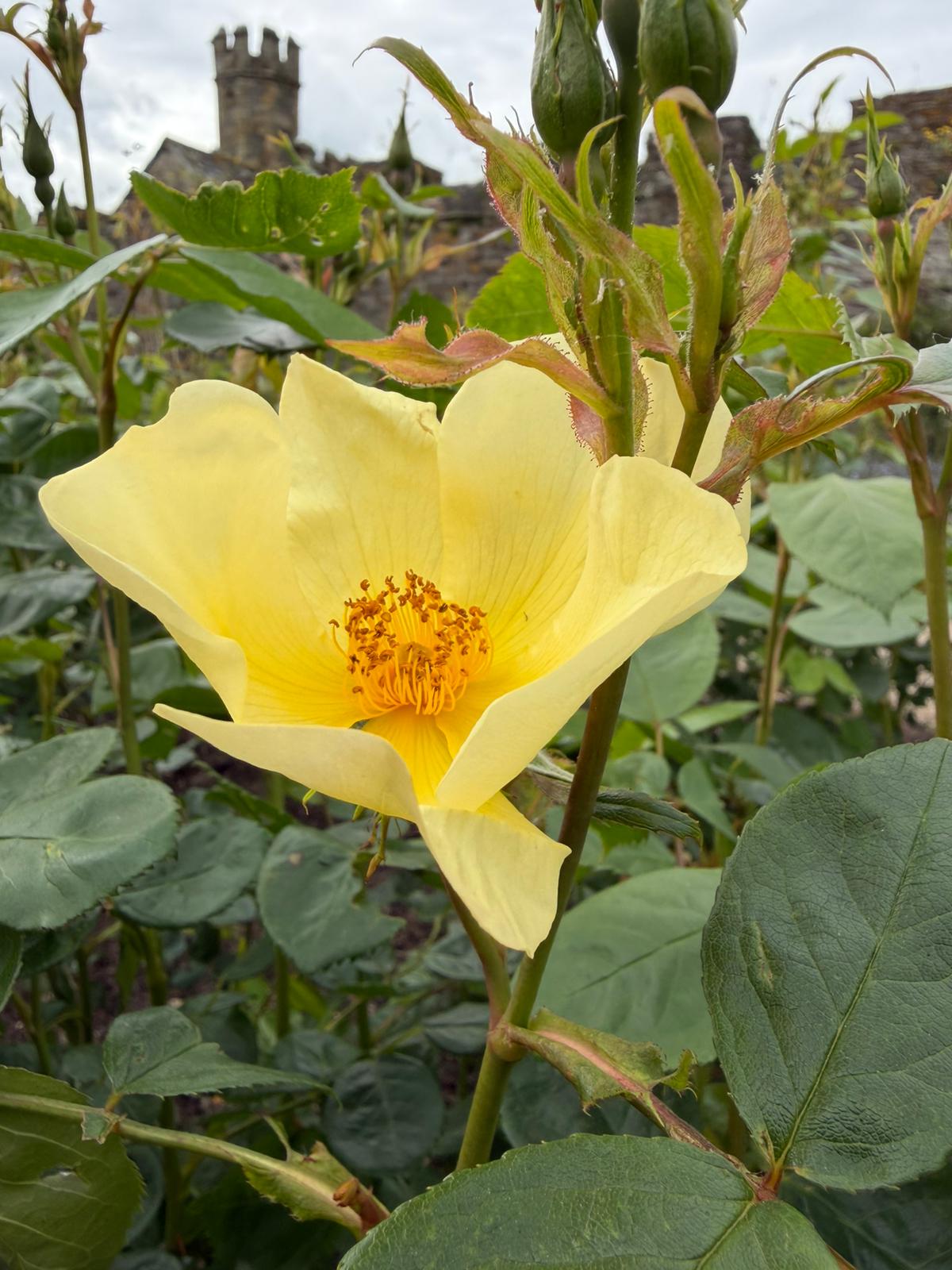 A single yellow rose in full bloom at Buckland Abbey, whose tower is visible in the background