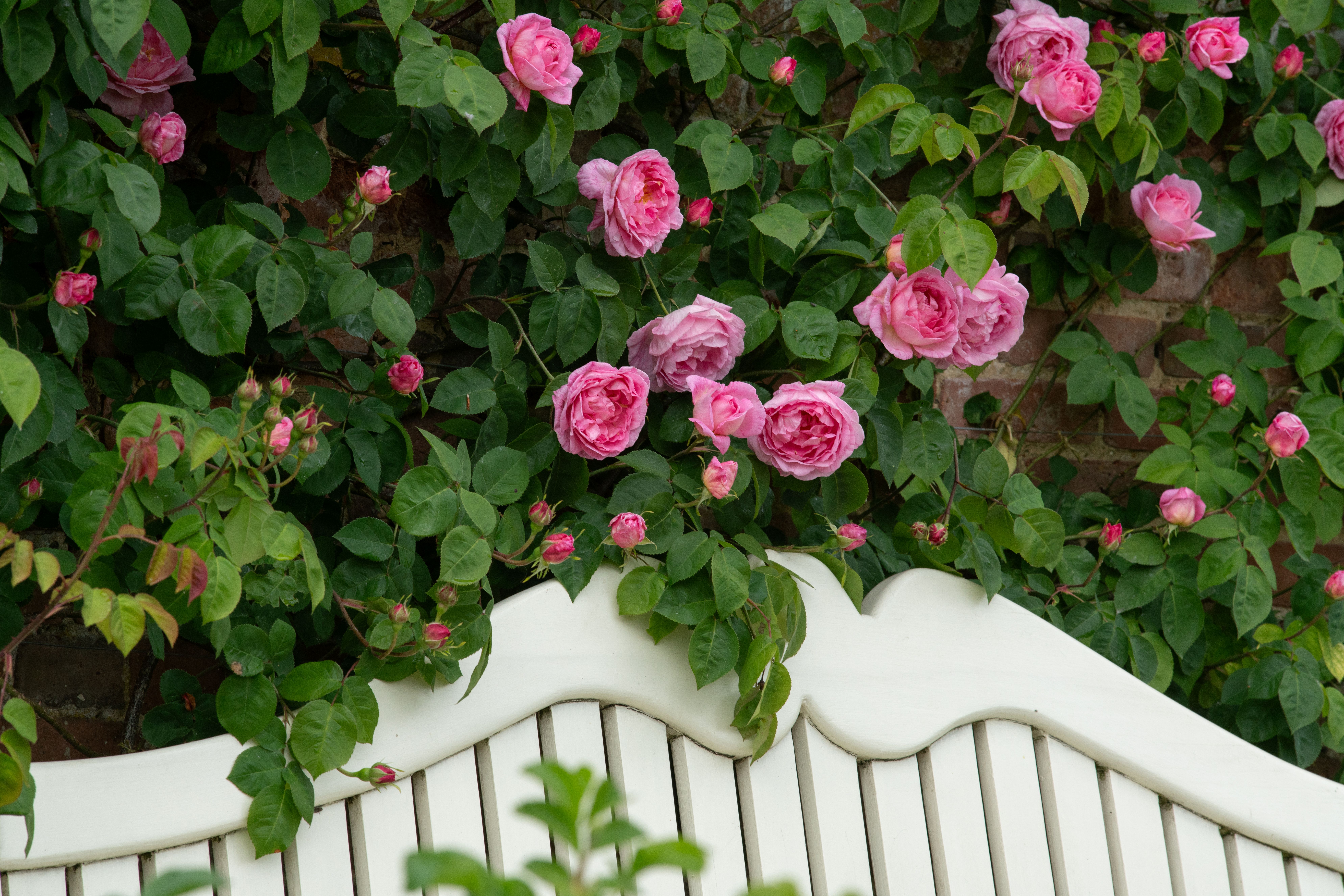 Pink Constance Spry roses in bloom above a white garden bench