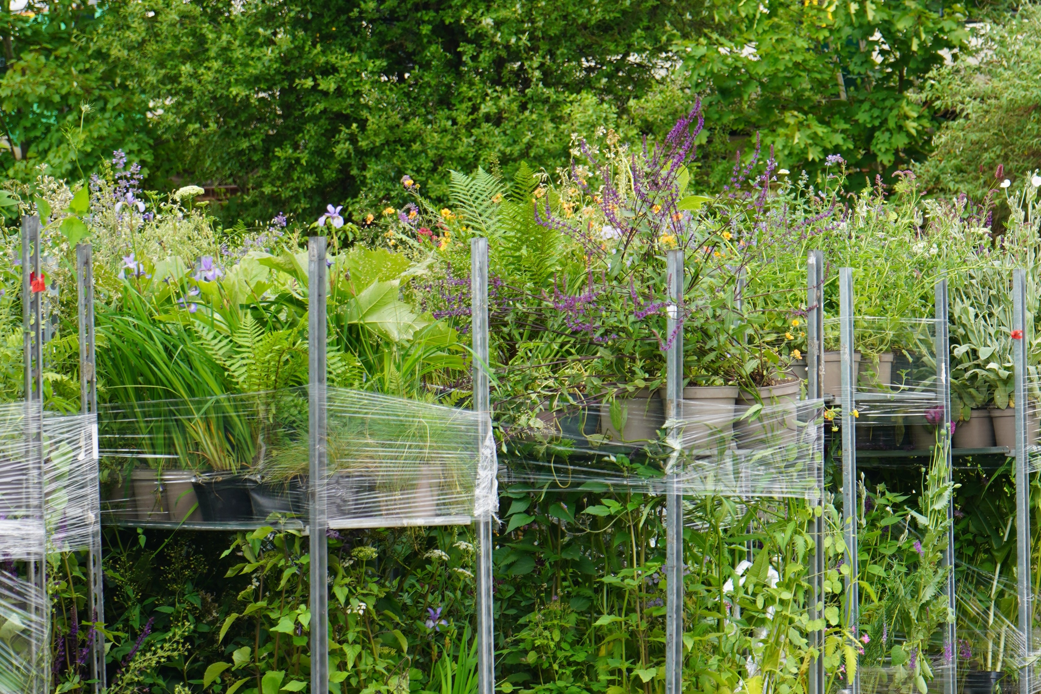 Tall trolleys ladened with plants from the Chelsea Flower Show garden