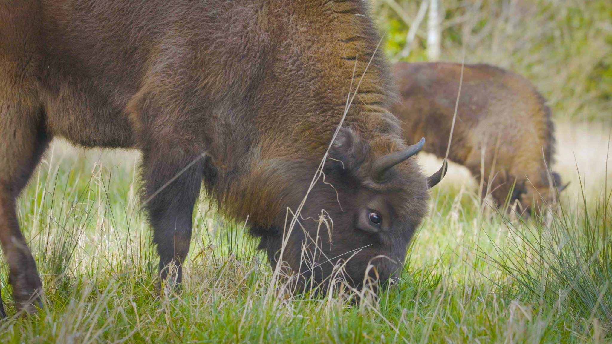 A bison grazes on grass, with another animal in the background