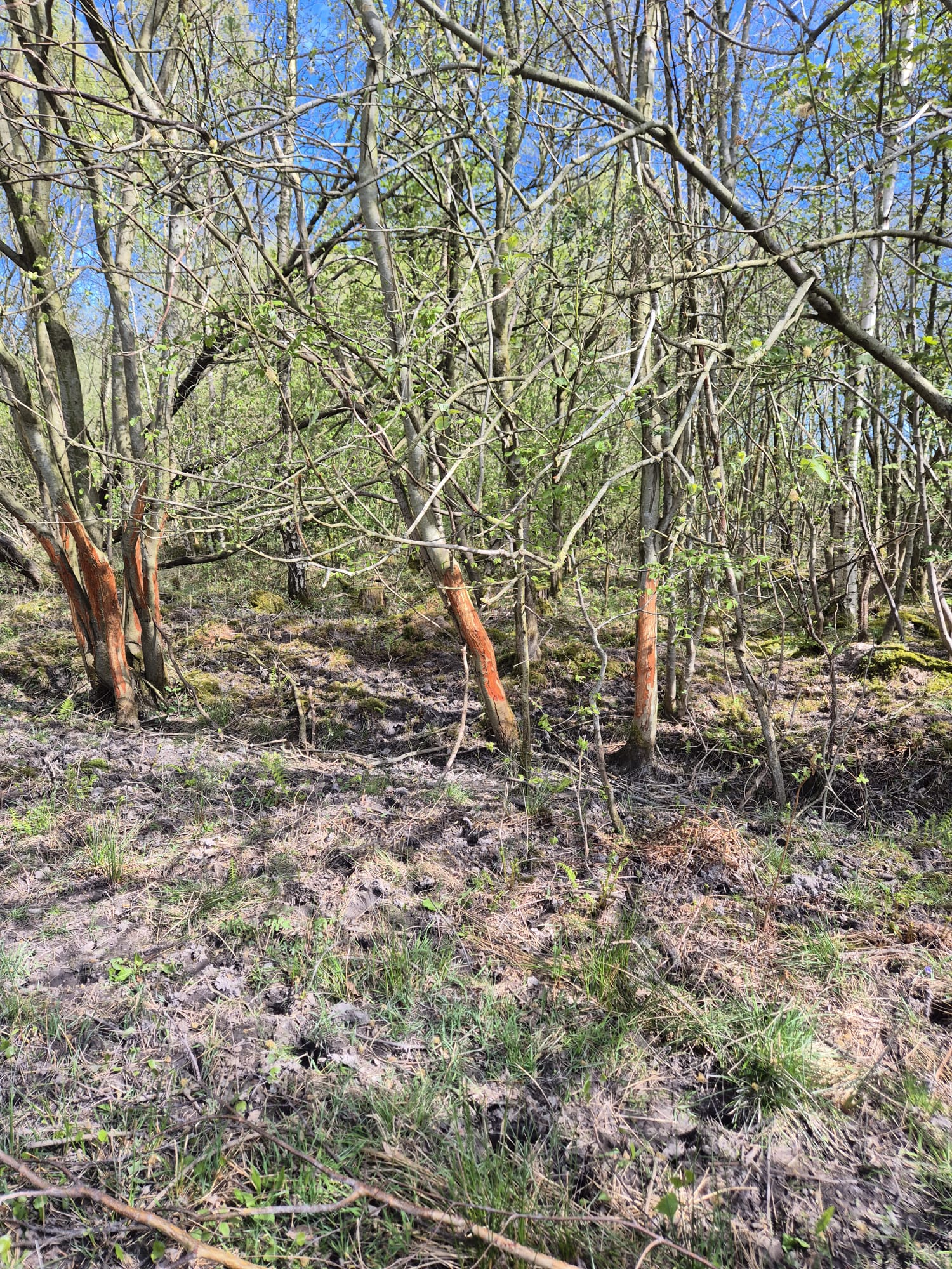 A line of trees in spring with bark stripped from their trunks