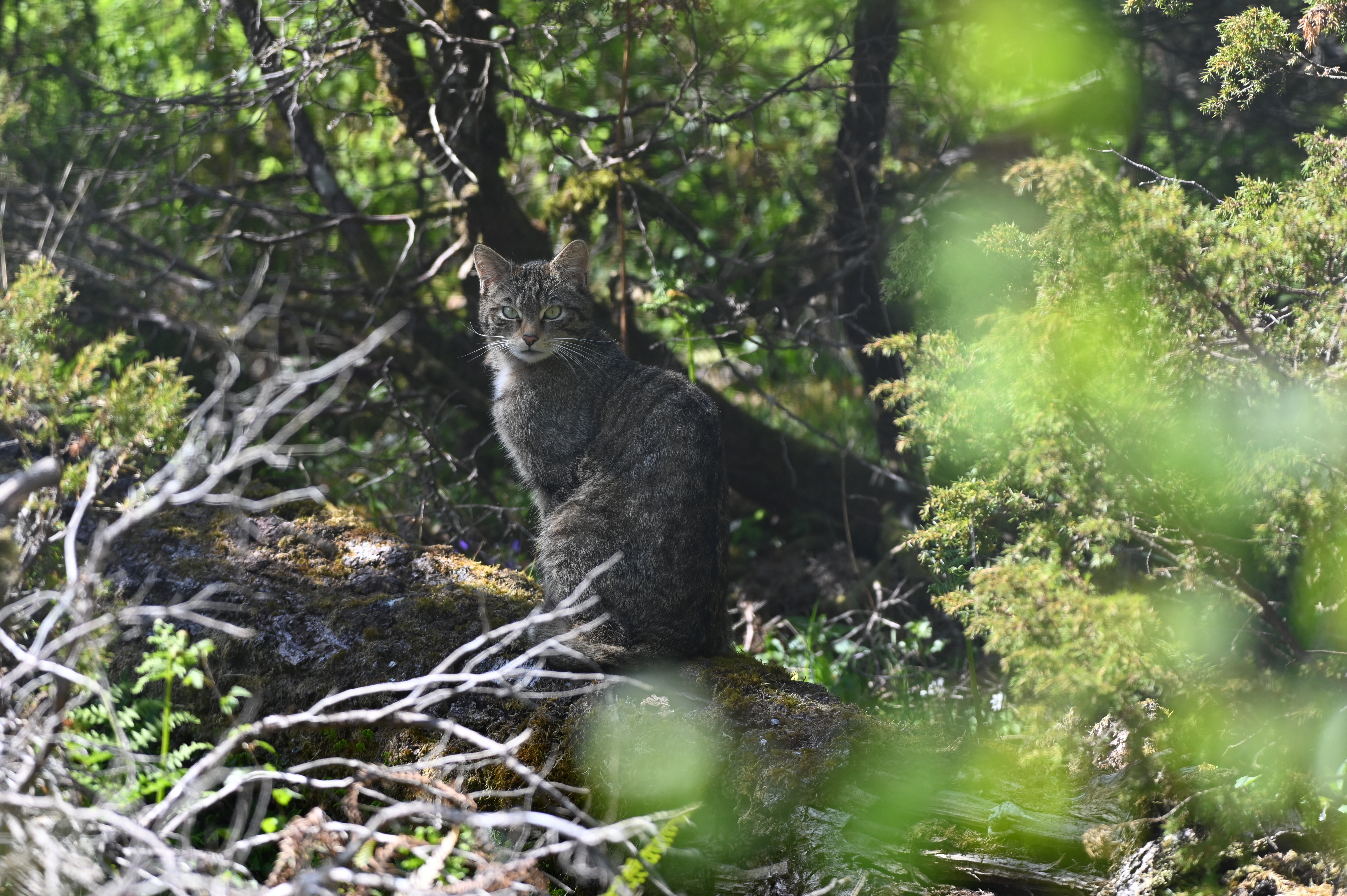 Scottish wildcat sitting in a forest