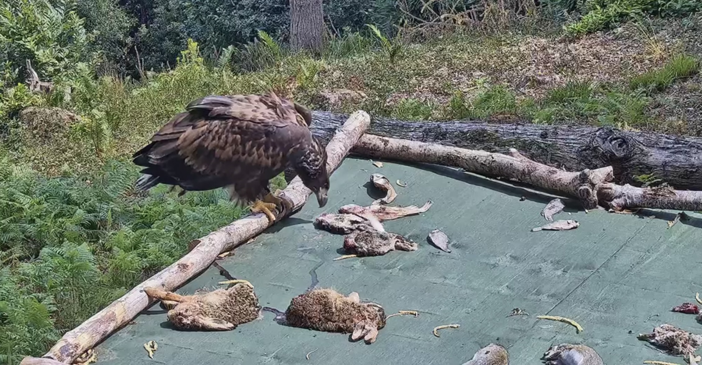 A white-tailed eagle perches on the edge of a feeding station looking at dead animals