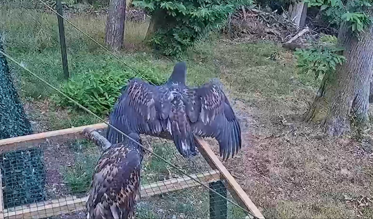 An image of two birds sitting on top of the release pen as one stretches its wings to take flight