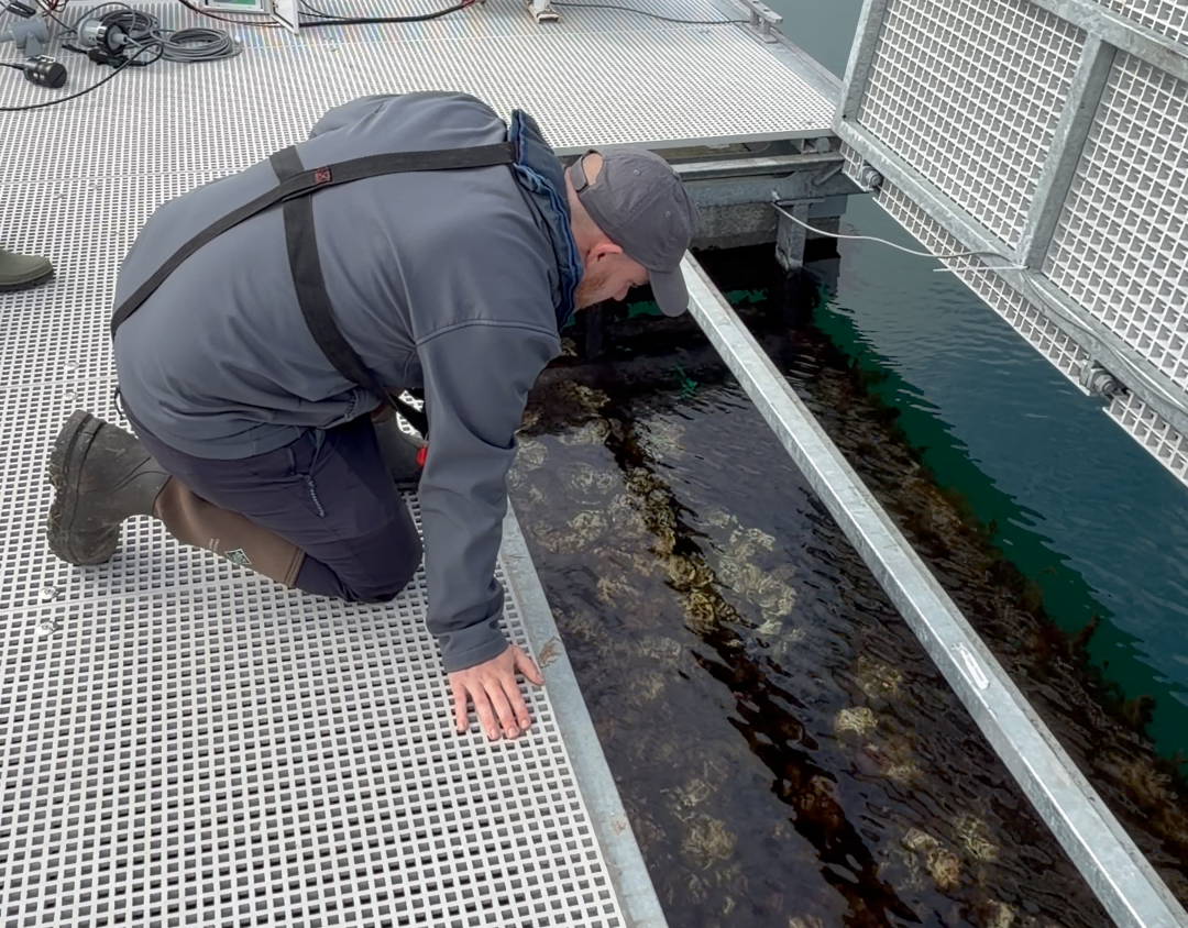 The floating oyster reef at Glenarm Marina