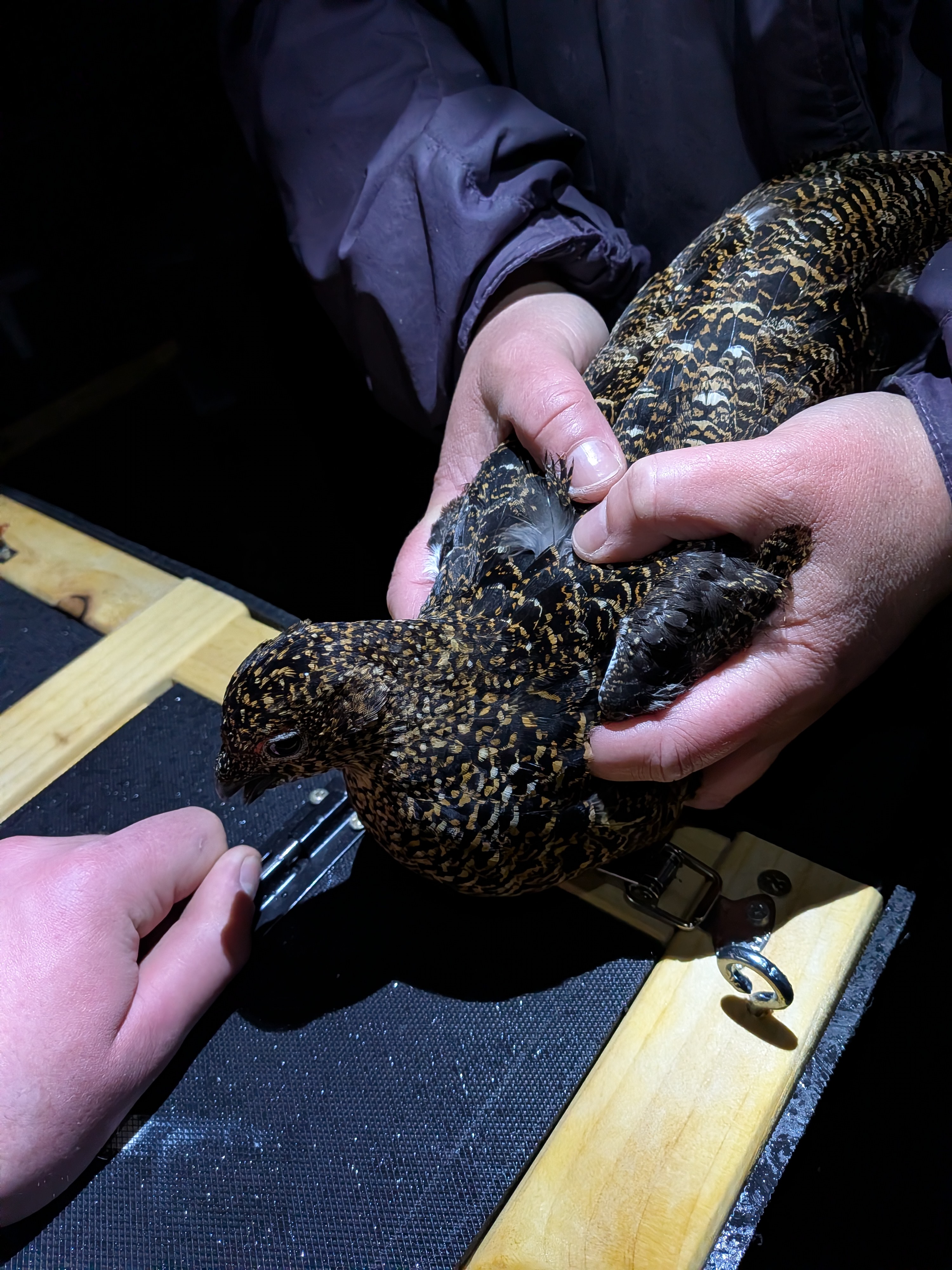 Grouse hen