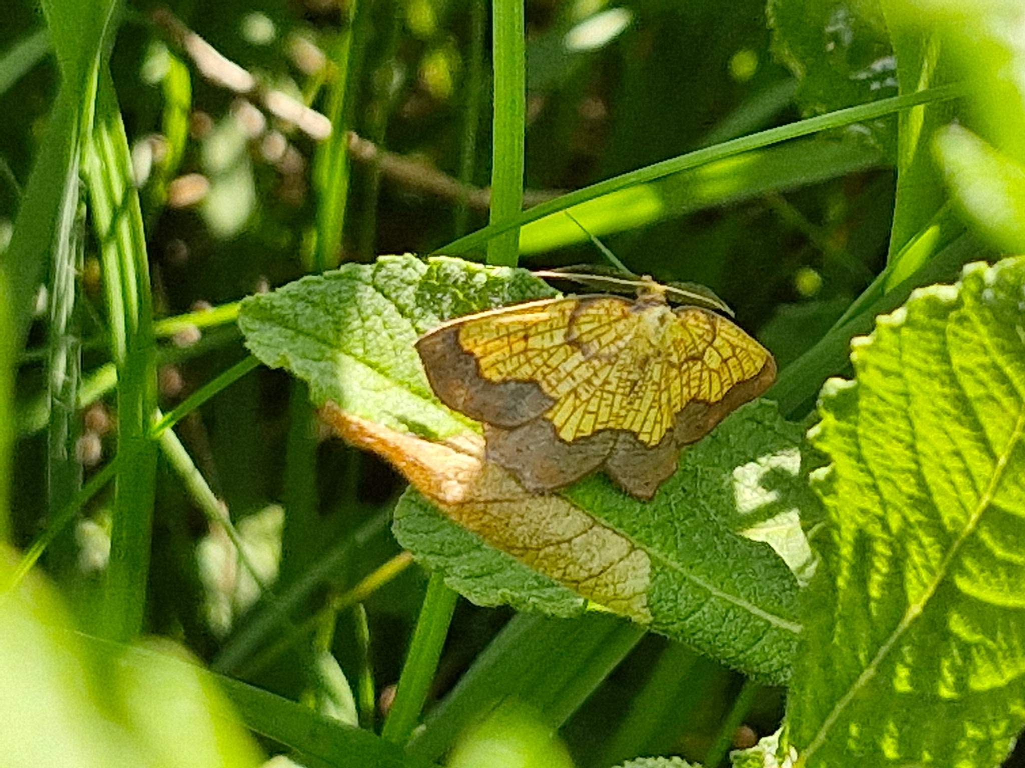 A dark bordered beauty, with yellow wings edged with brown rests on a leaf in dappled sunshine