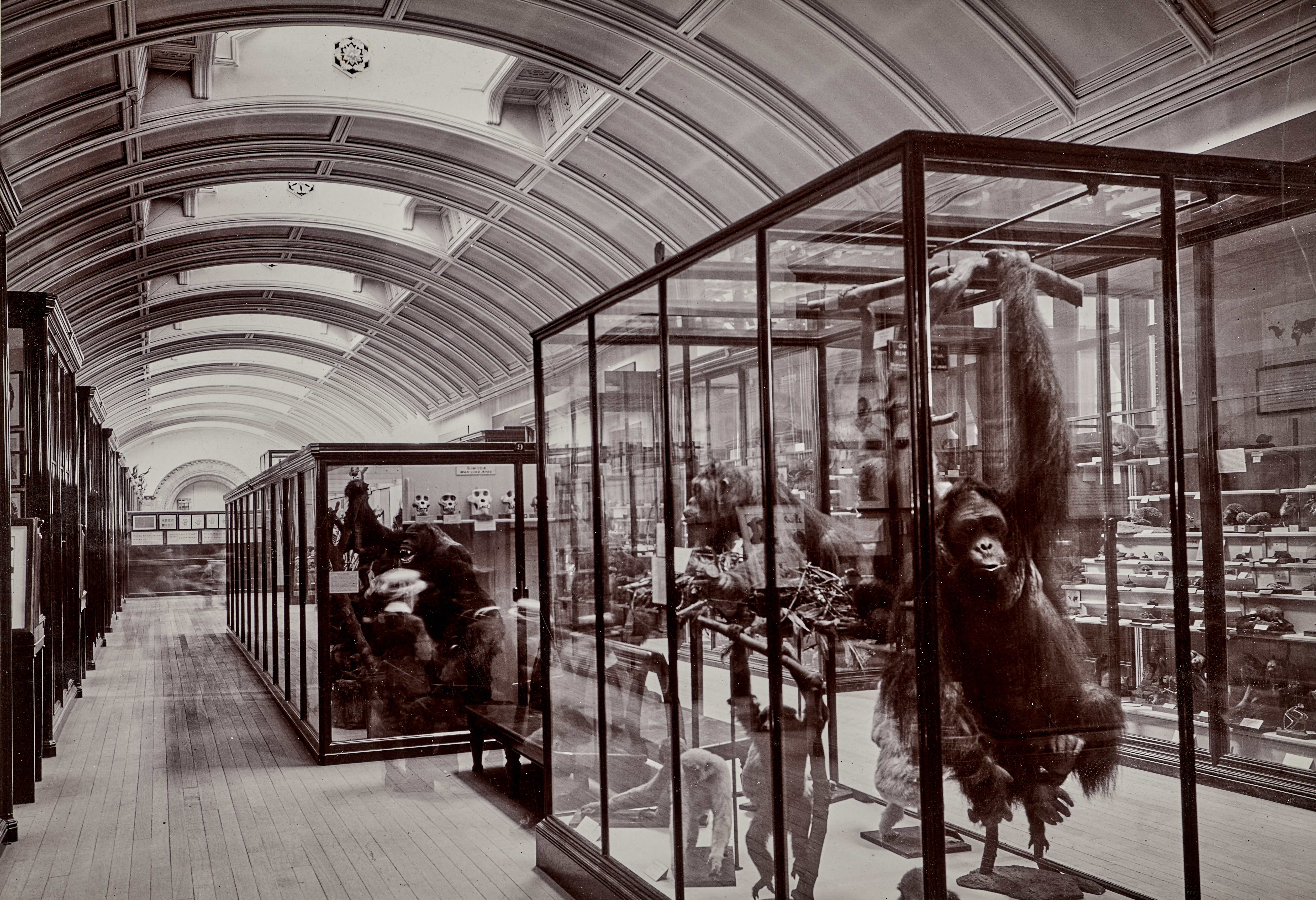 Upper Mammals Gallery 1911