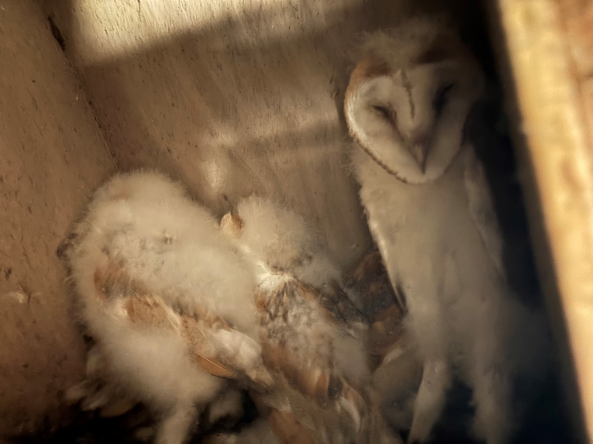 Five barn owl chicks born in Co Fermanagh