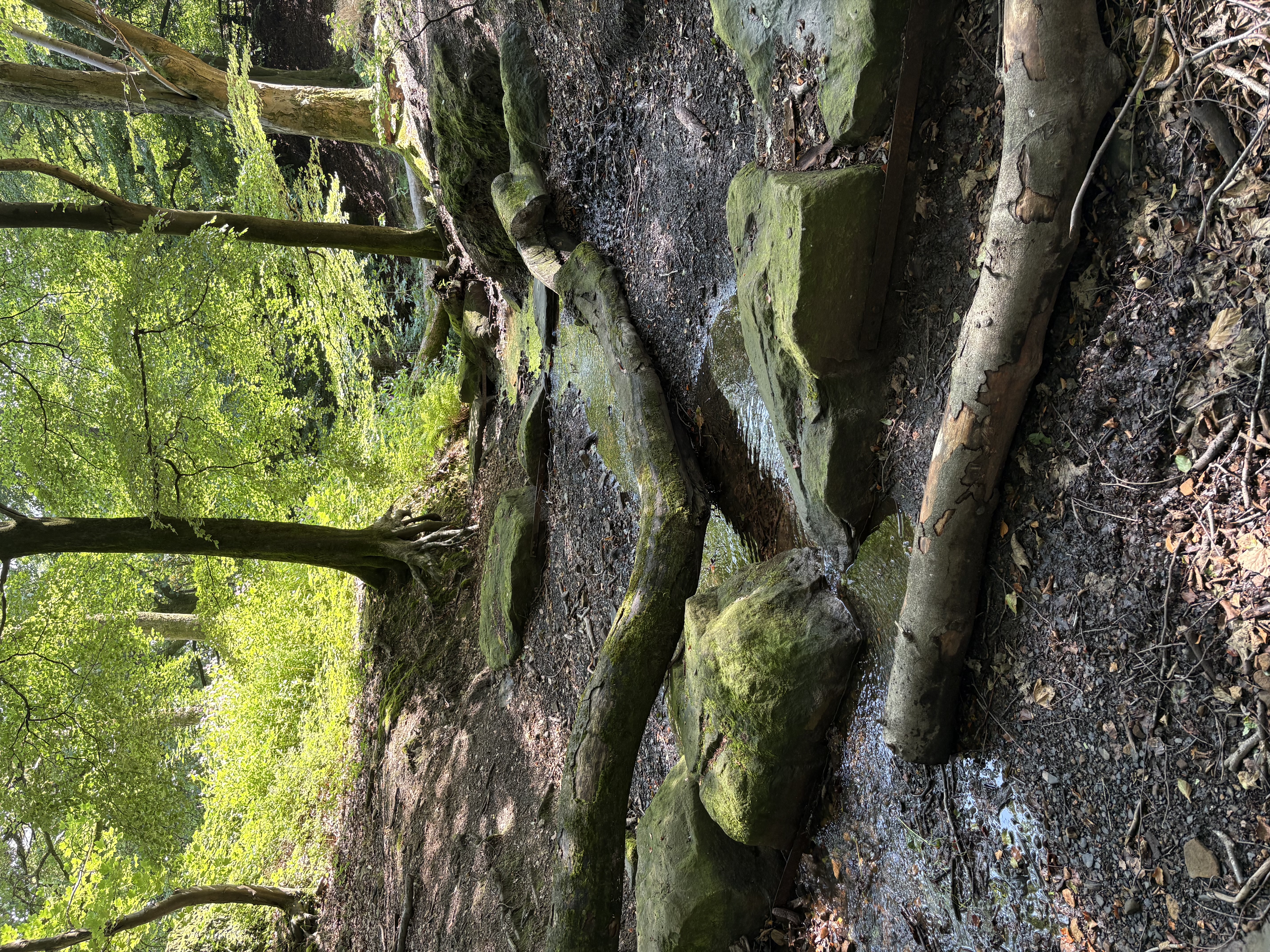 Large boulders and logs form wood and stone 'leaky dams' in woodland