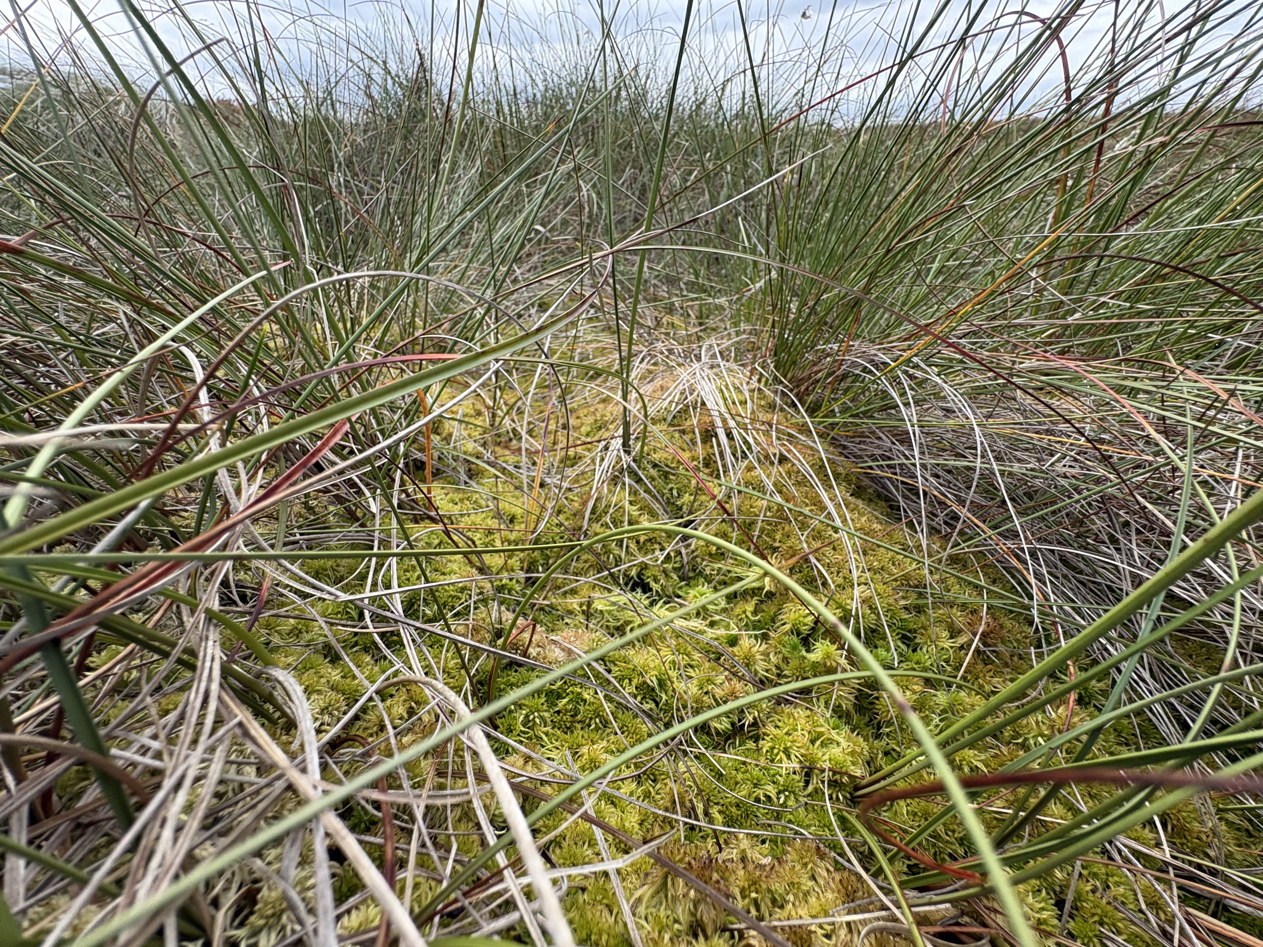 A clump of sphagnum moss amidst sedge and grass