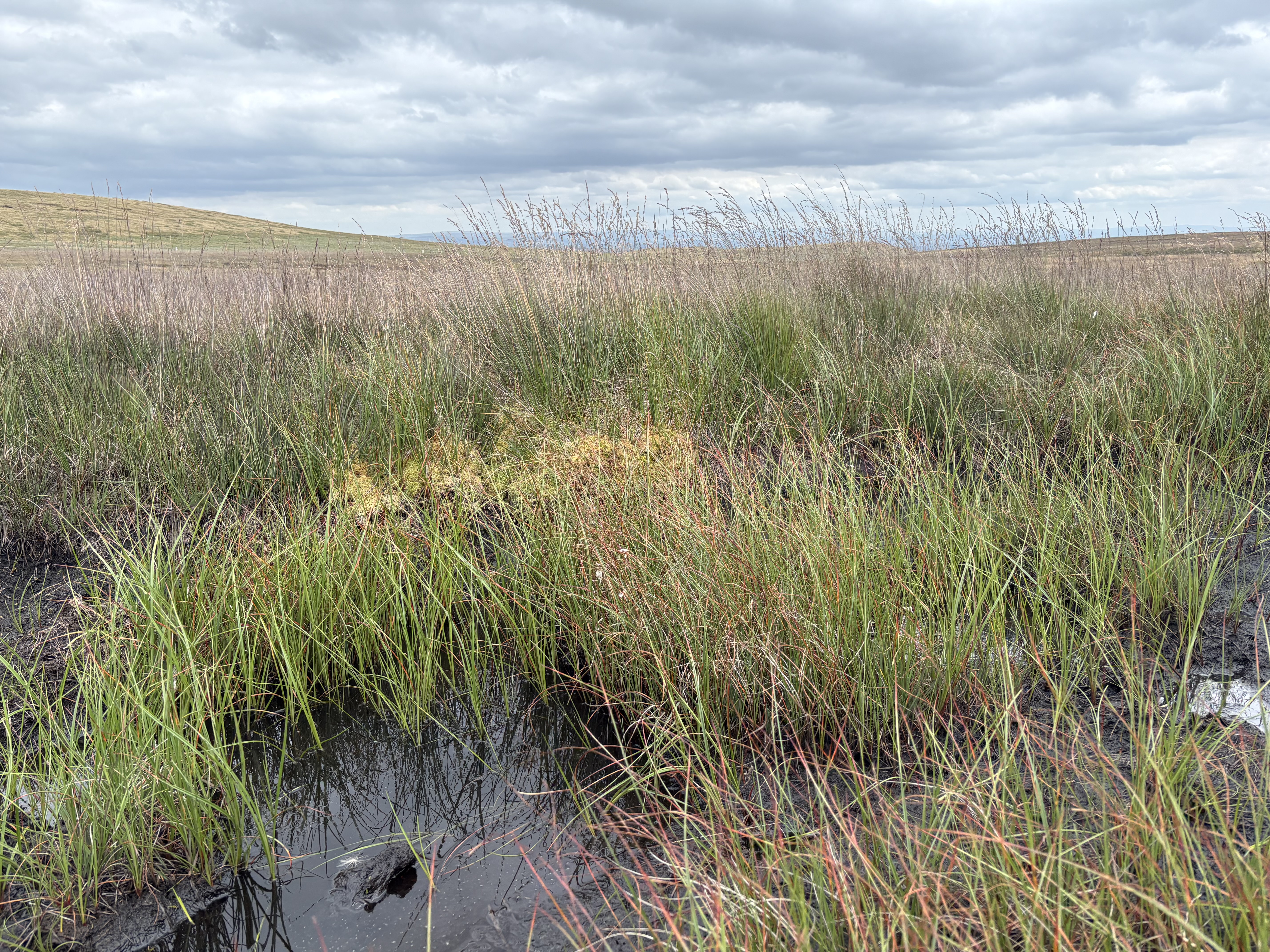 Long grass grows above a boggy patch of water